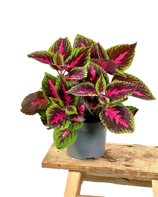 Coleus Main Street Ruby Road