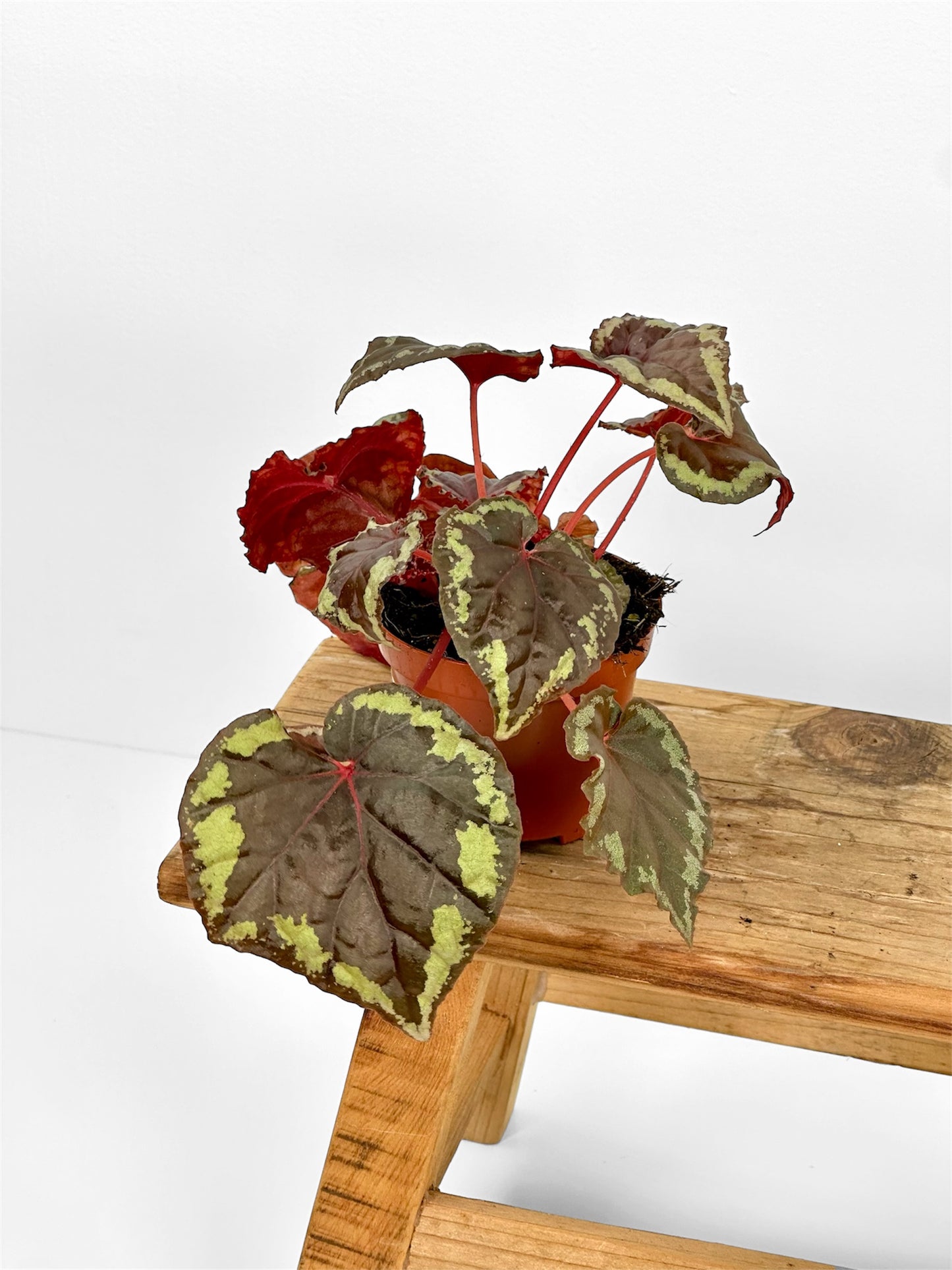 Bégonias rares — diverses variétés au choix