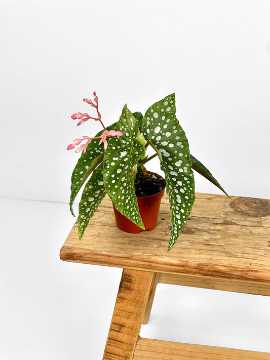 Begonia Maculata - Baby plant