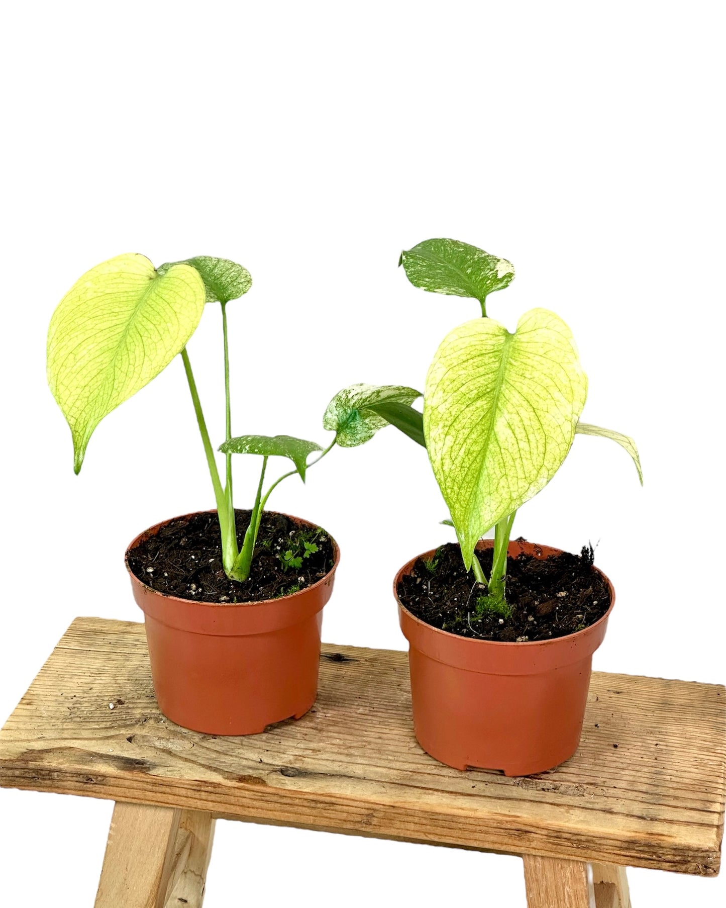 Monstera Deliciosa Mint