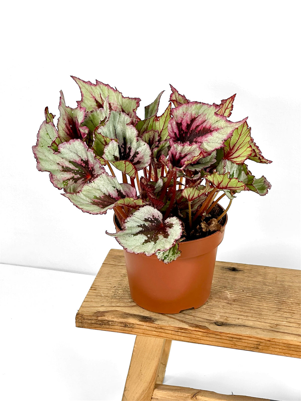 Begonia Beleaf Evening Glow