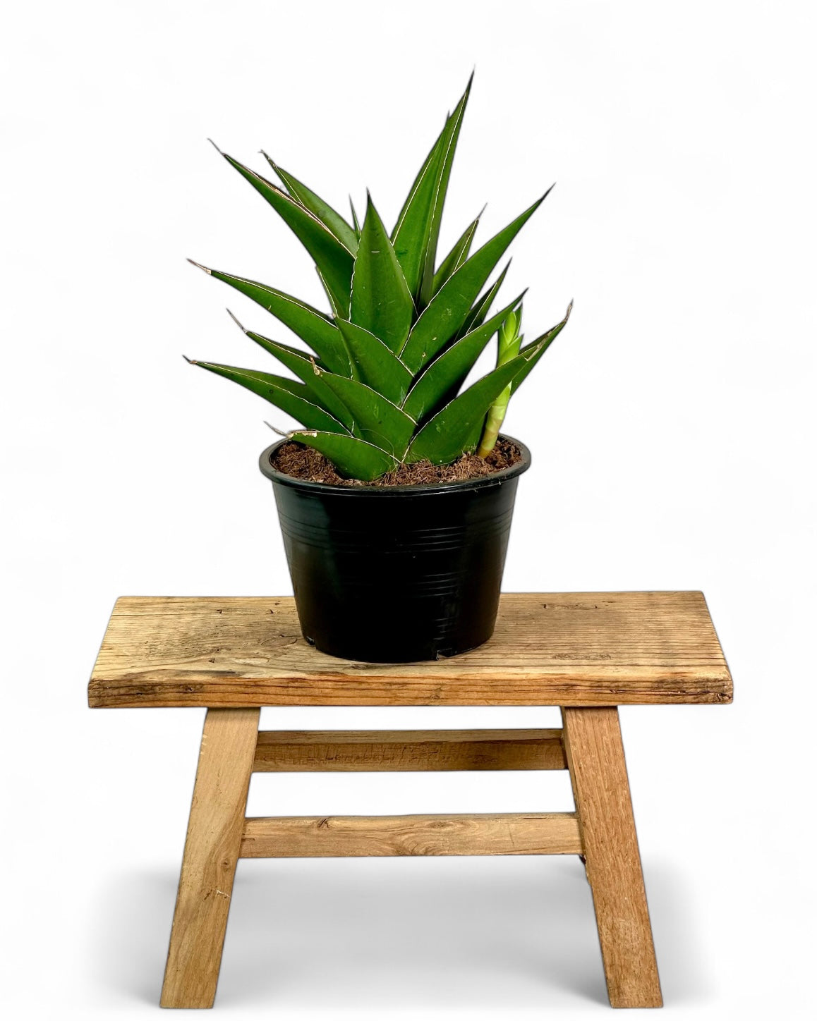 Sansevieria Samurai Compacta