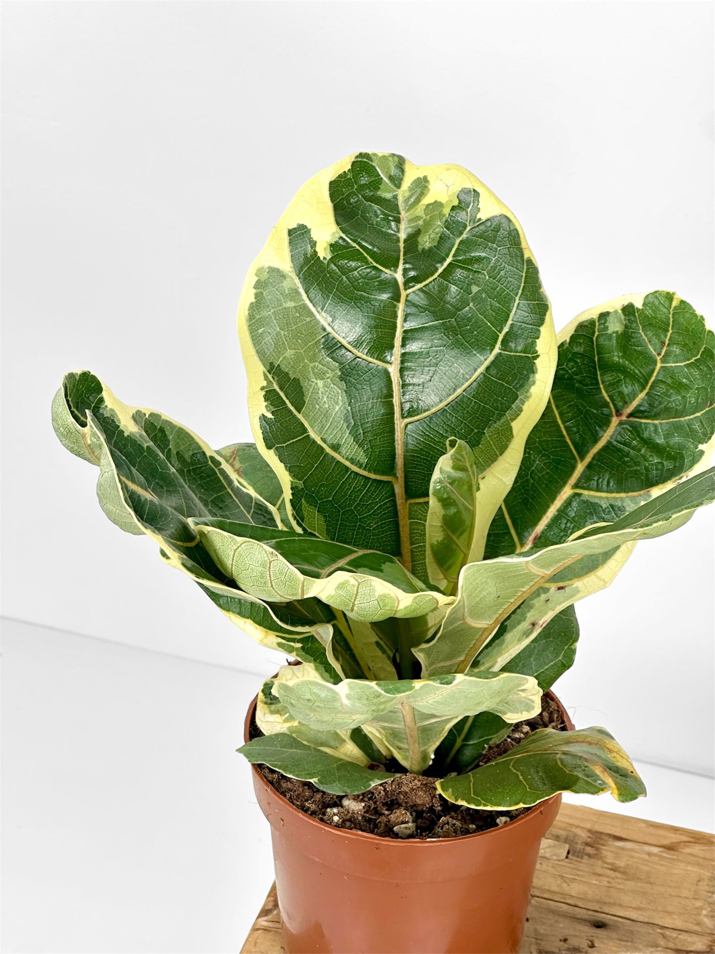 Ficus Lyrata Bambino Variegata