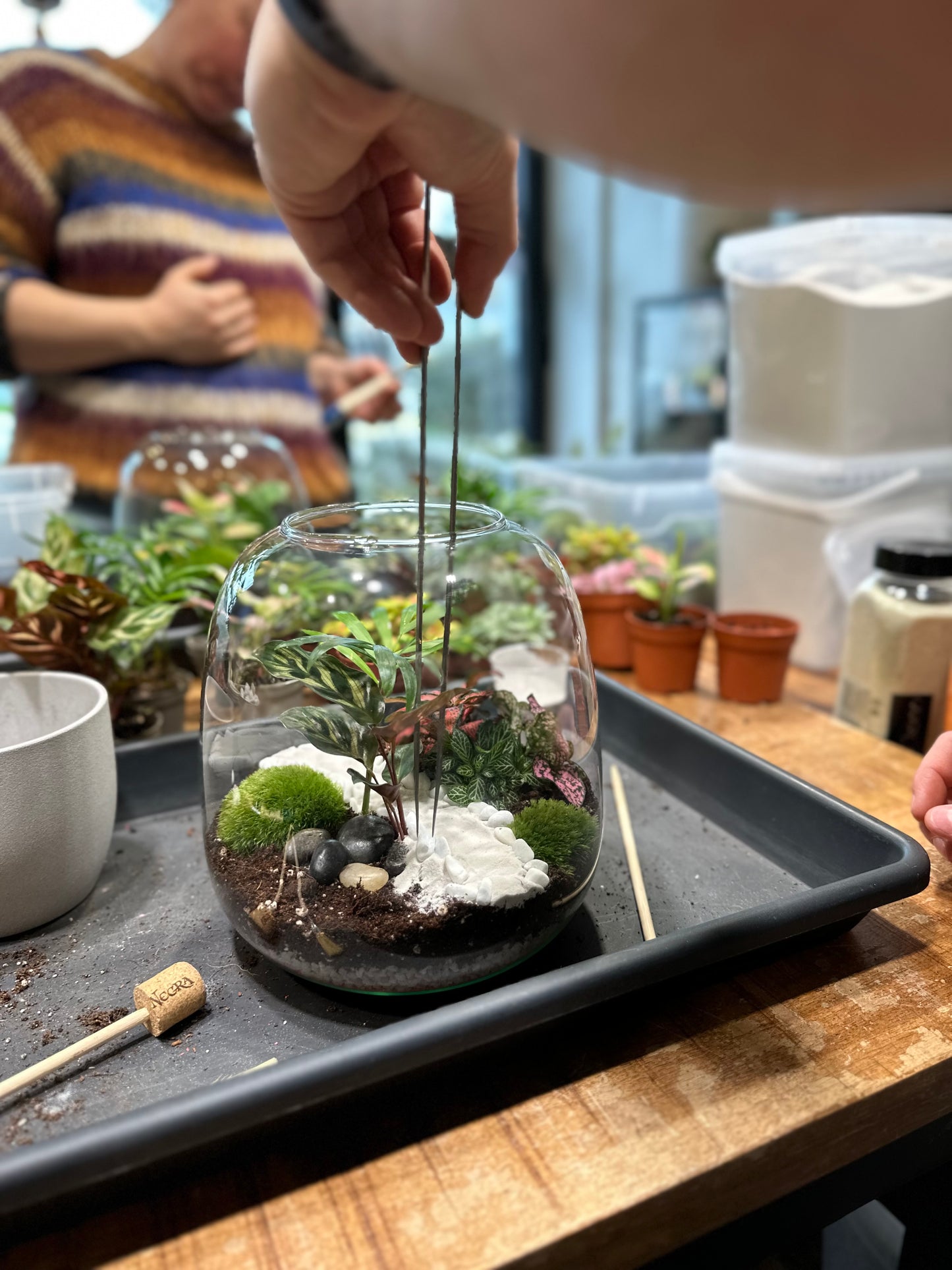 Atelier - Créer son terrarium