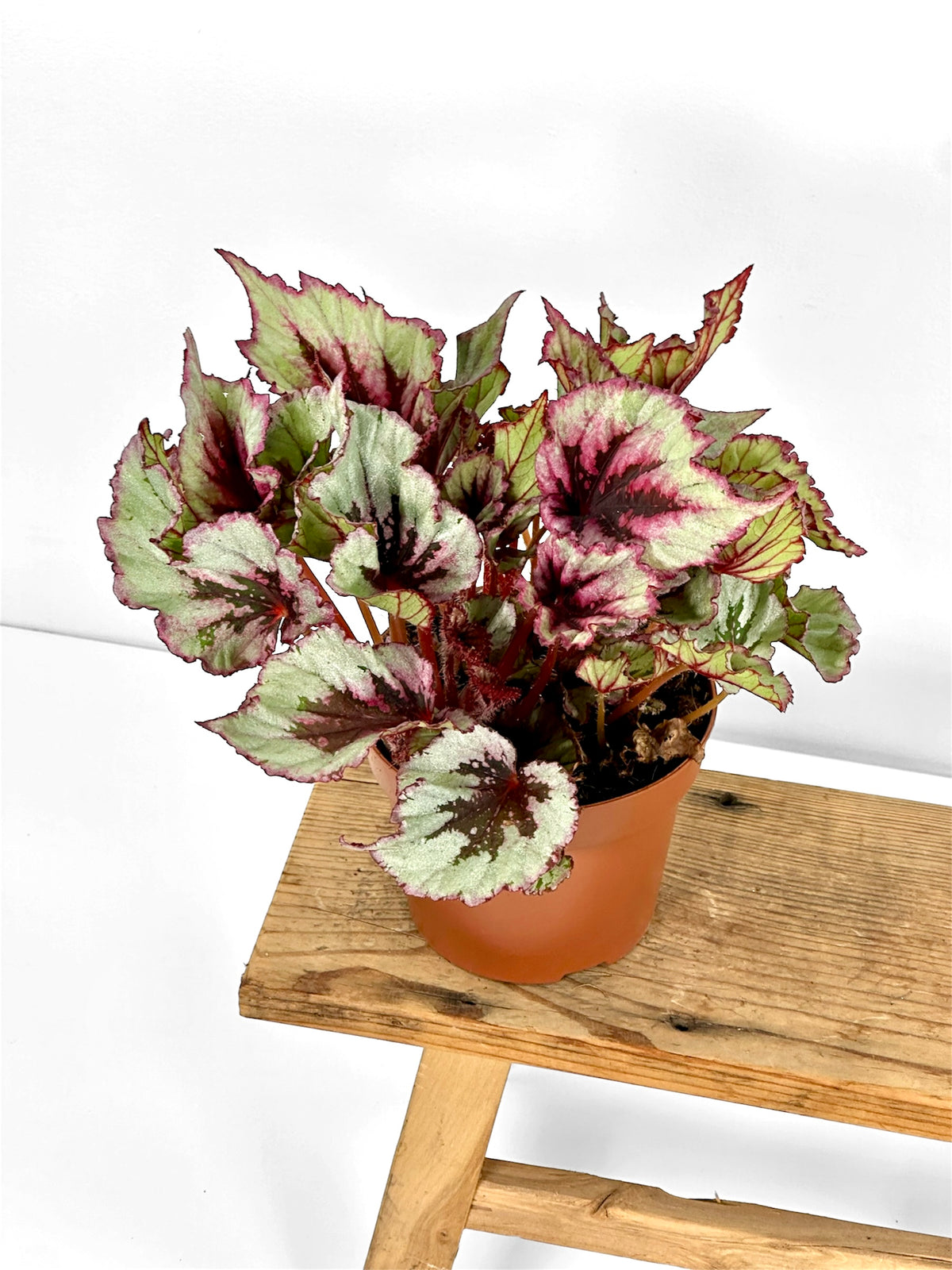 Begonia Beleaf Evening Glow