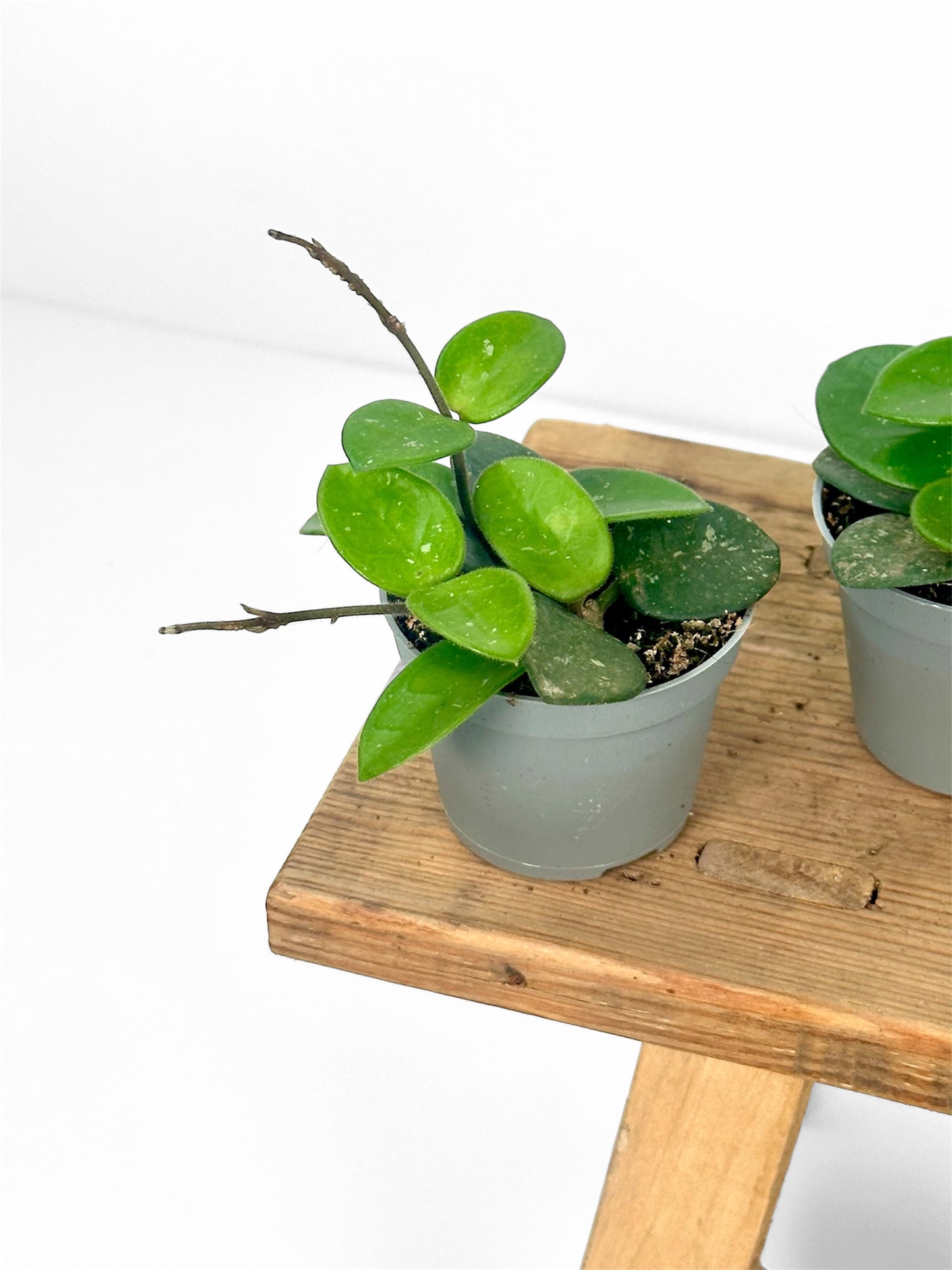 Hoya mathilde splash - Baby plant