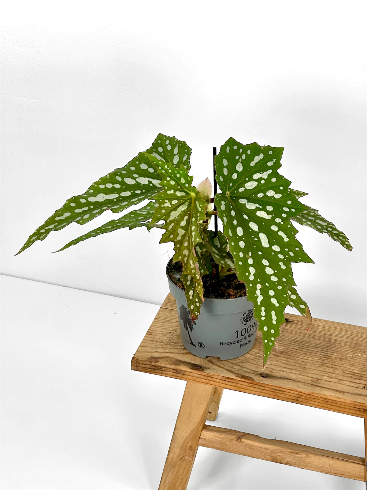 Bégonia Sherwood Forest