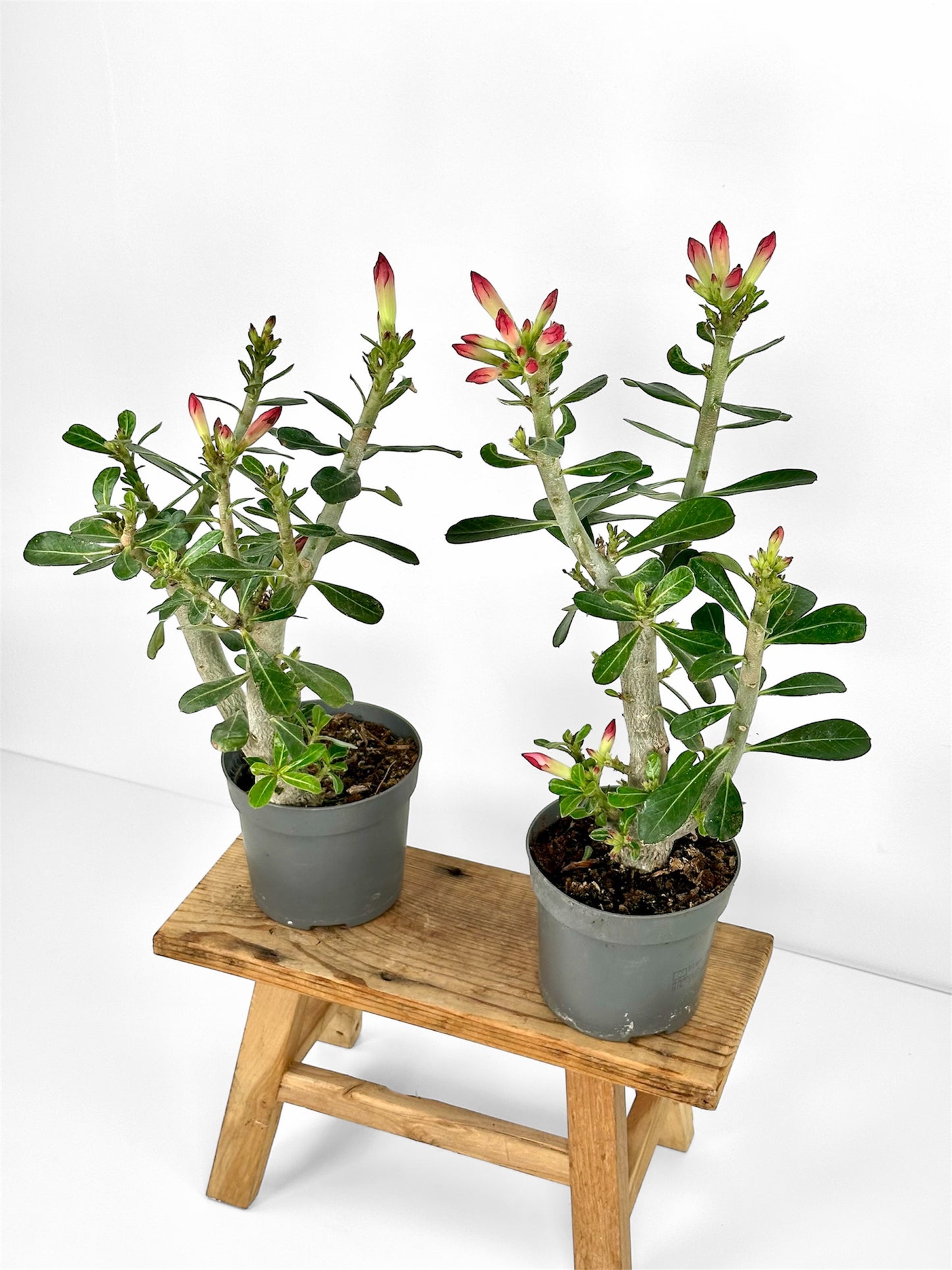 Adenium Obesum Anouk - Rose du désert