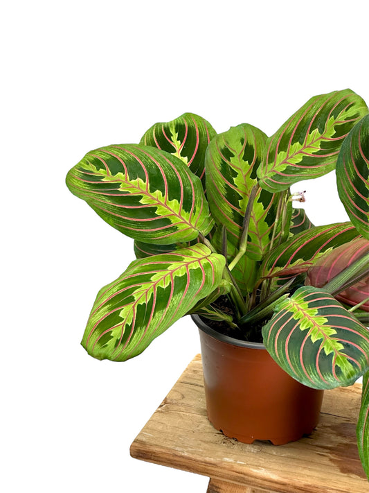 Display Maranta Collection Maranta – La Belle Feuille