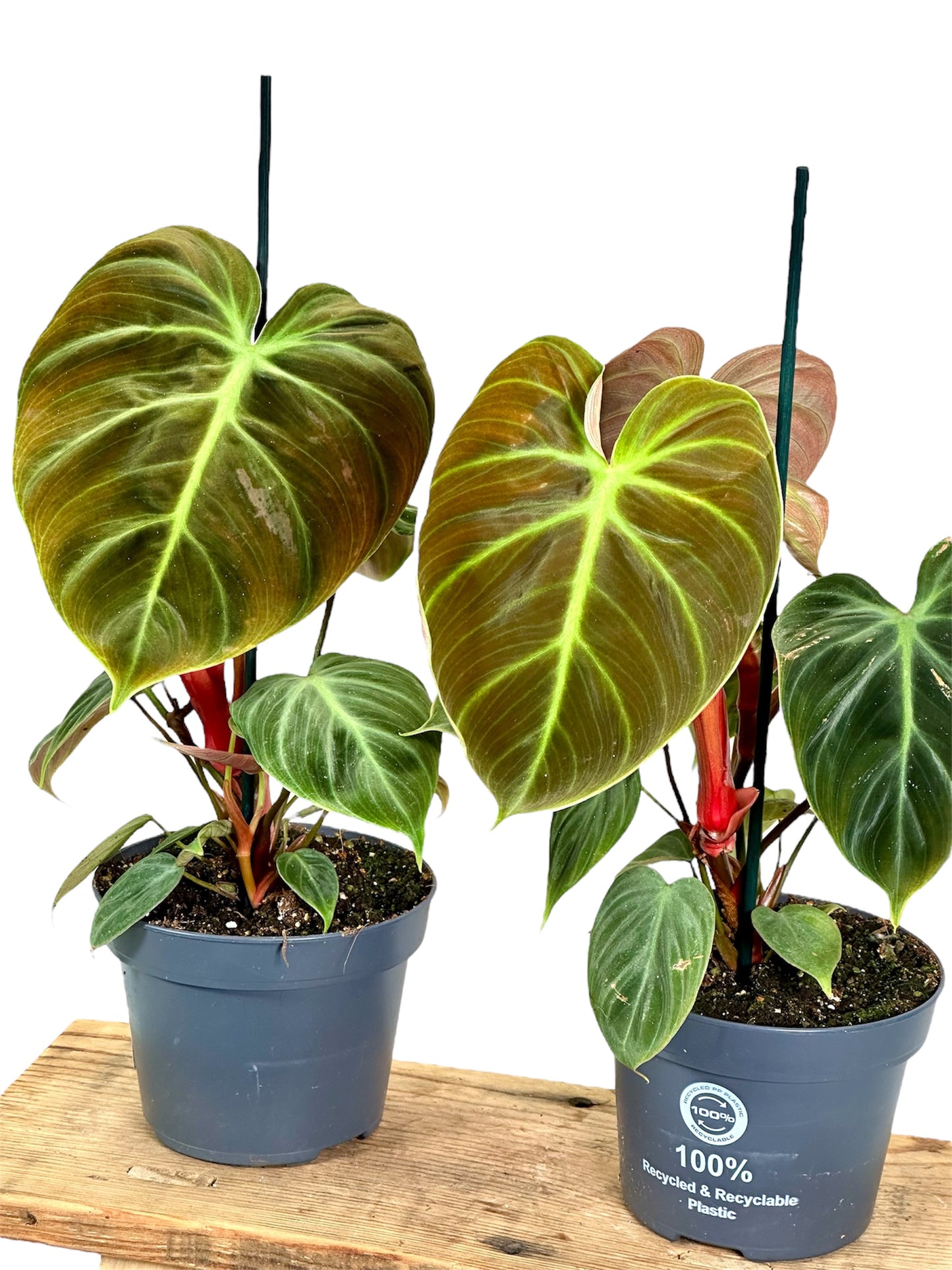 Philodendron El Choco Red