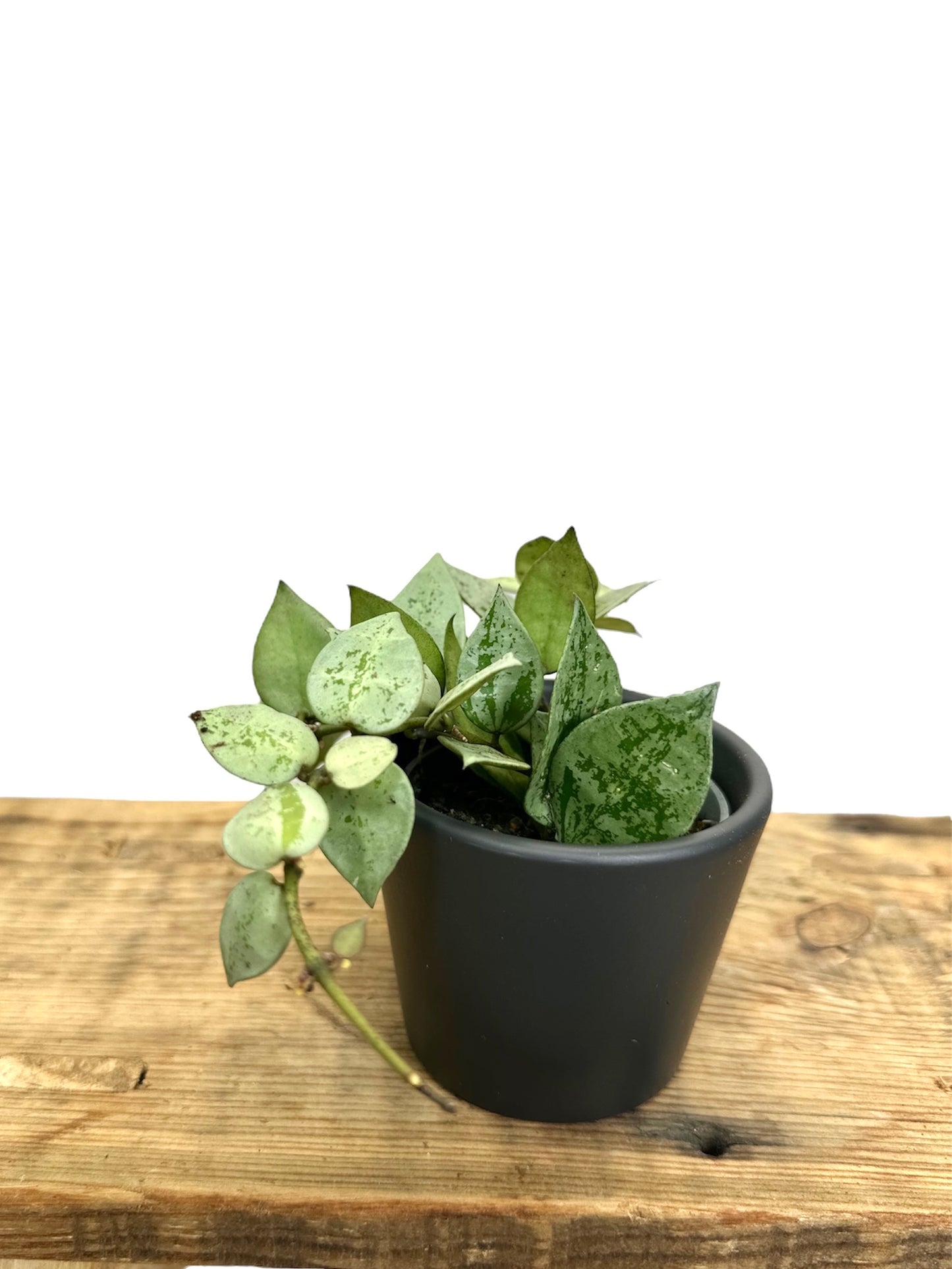 Hoya Krohiana Eskimo - Baby plant