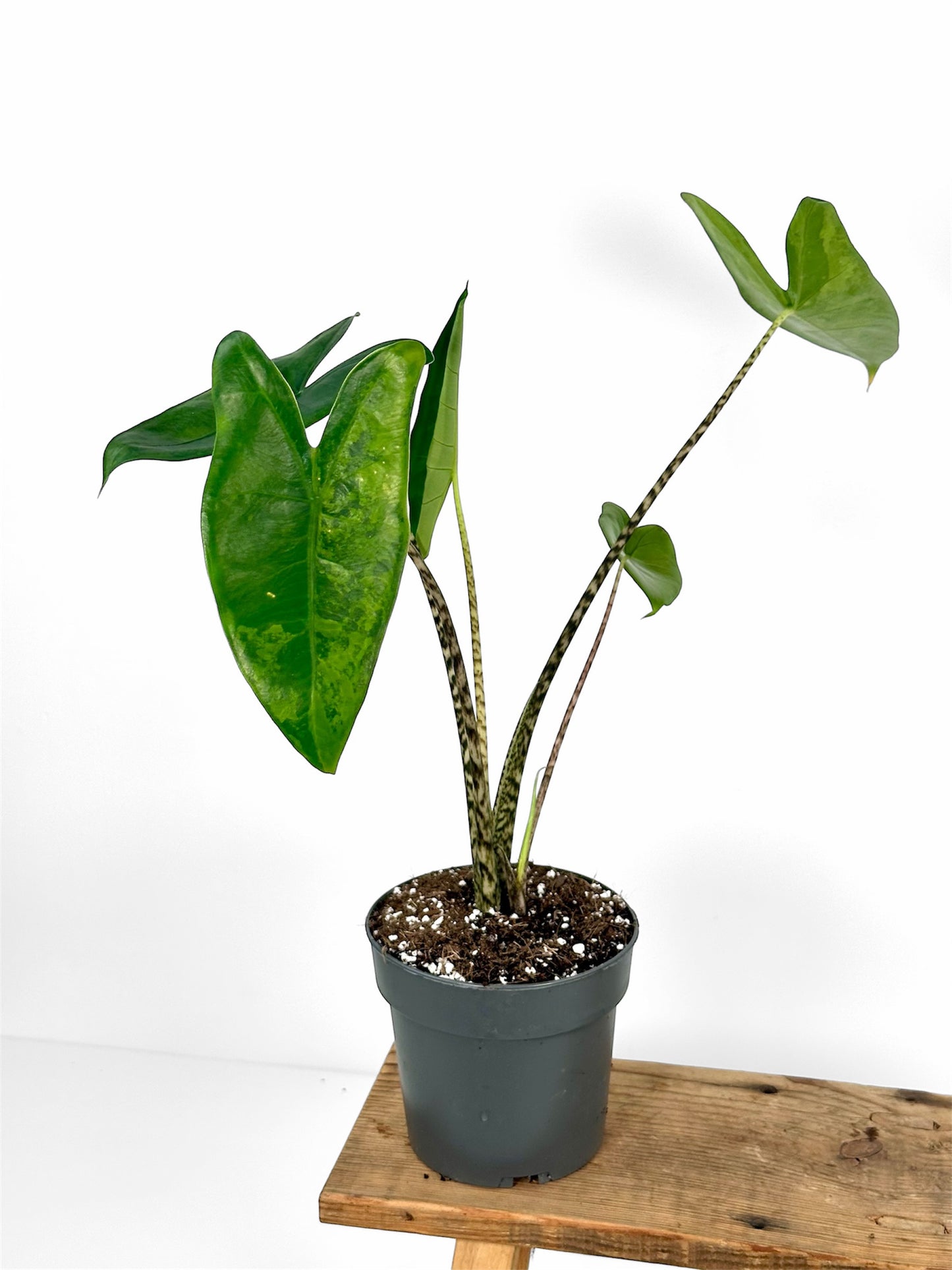 Alocasia Zebrina 'variegata'