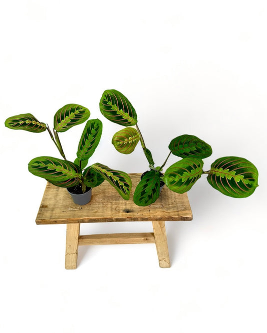 Maranta Leuconeura Fascinator - Baby plant