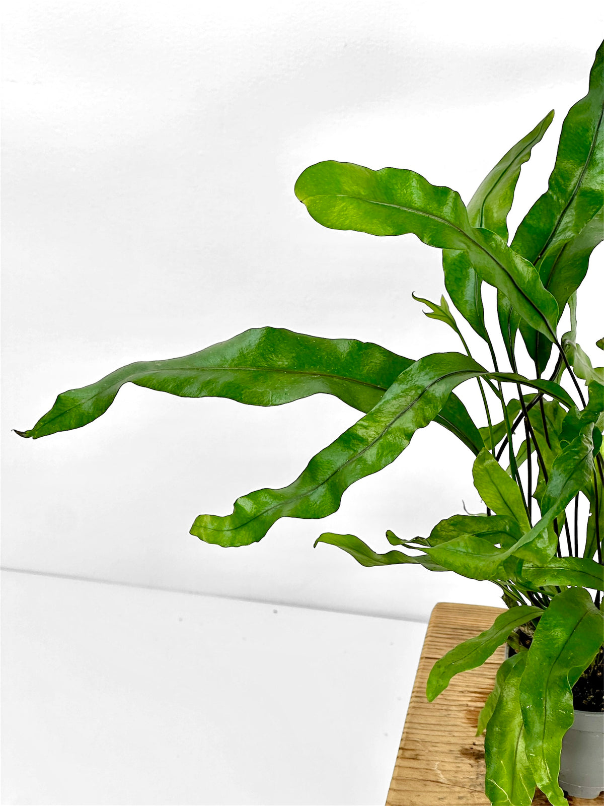 Microsorum Pteropus - Baby plant