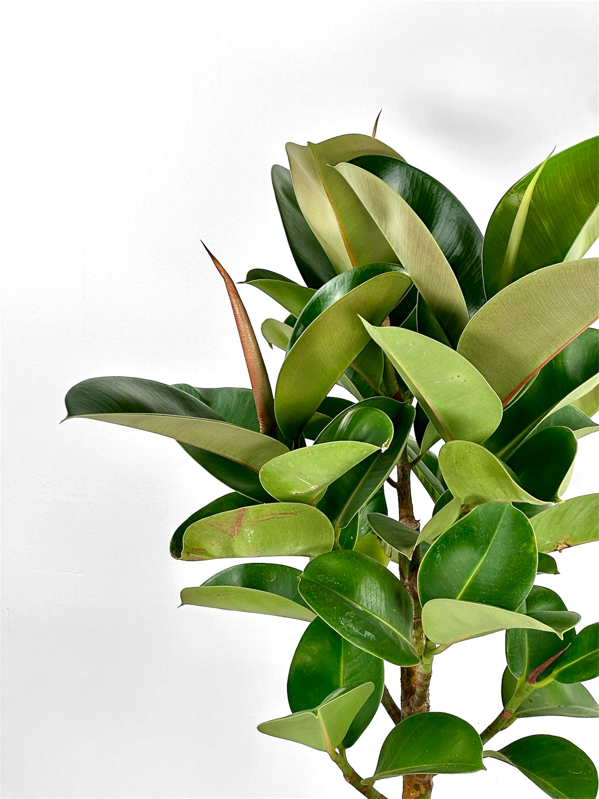 Ficus Elastica Cloe