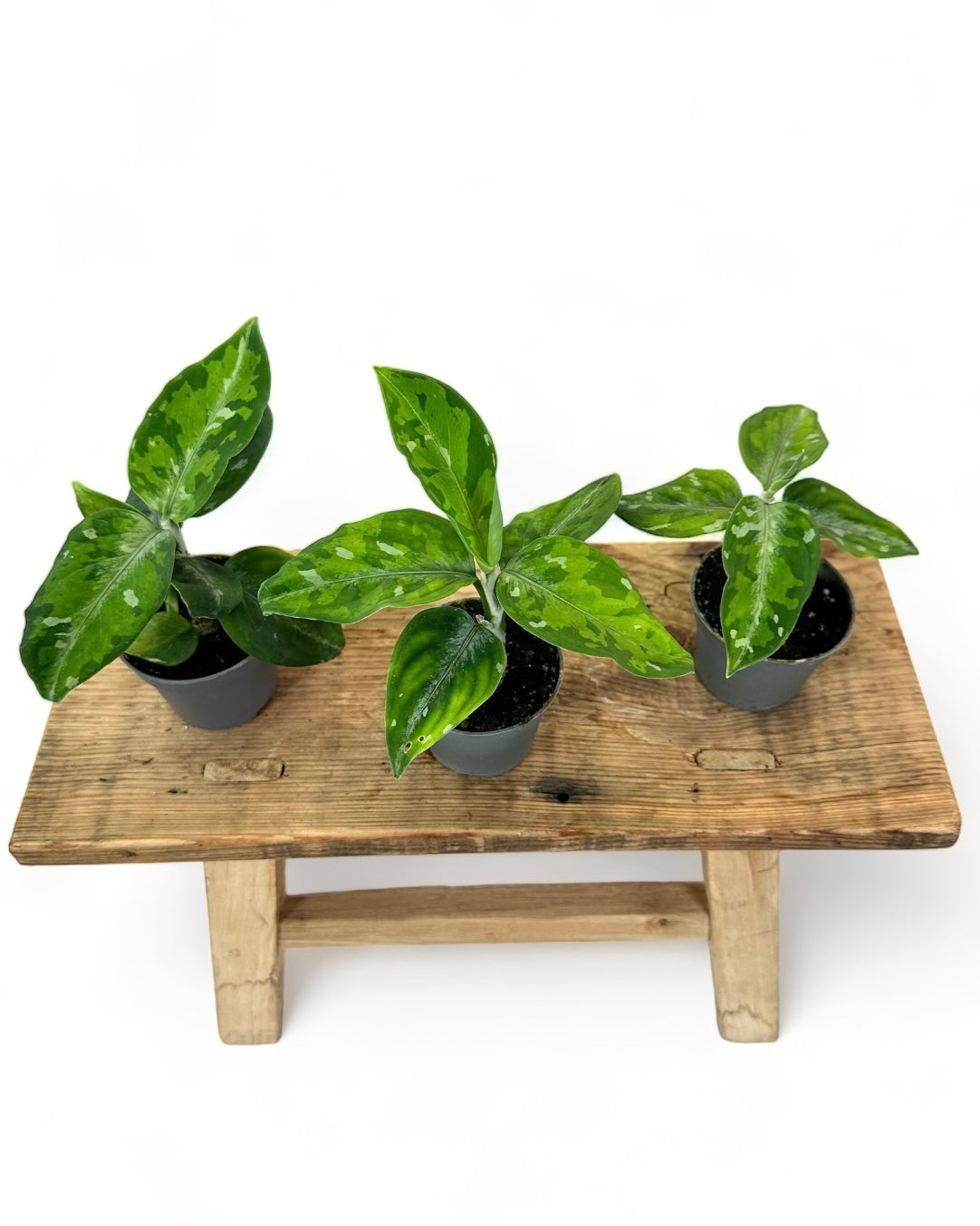 Aglaonema Pictum Tricolor - Baby plant