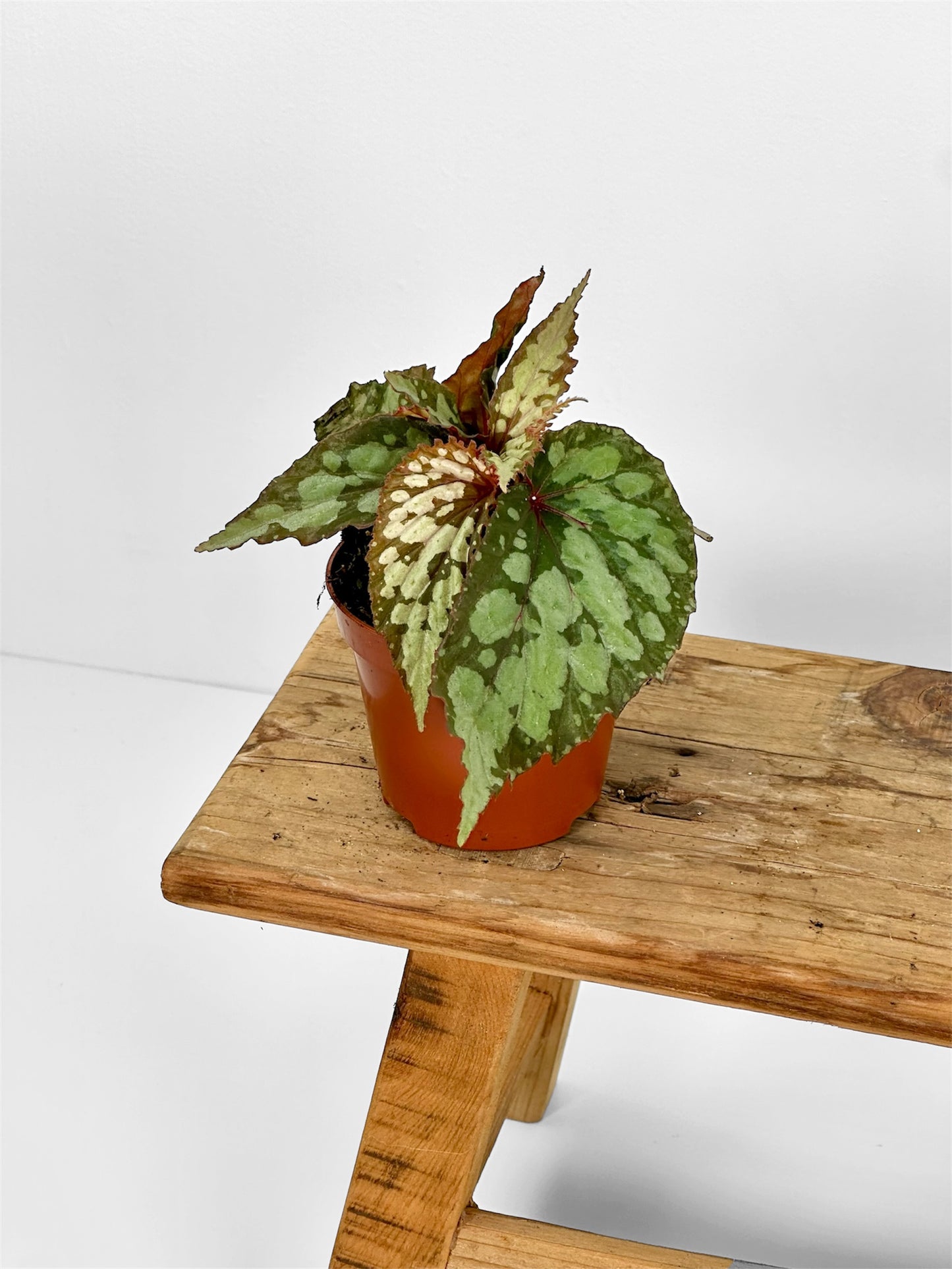 Bégonias rares — diverses variétés au choix
