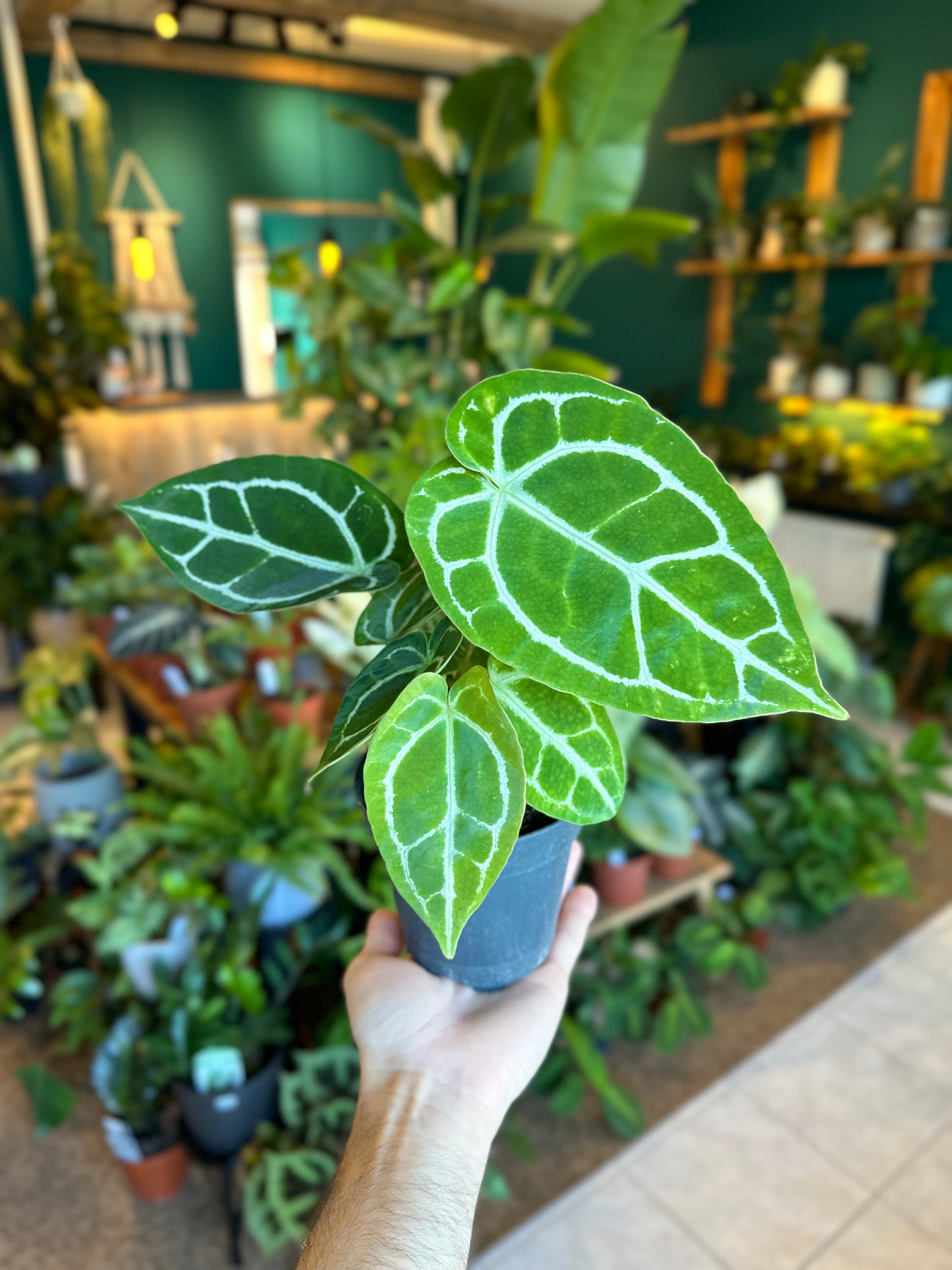 Anthurium Crystallinum