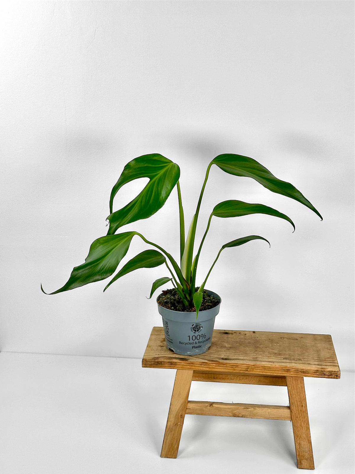 Monstera Burle Marx Flame