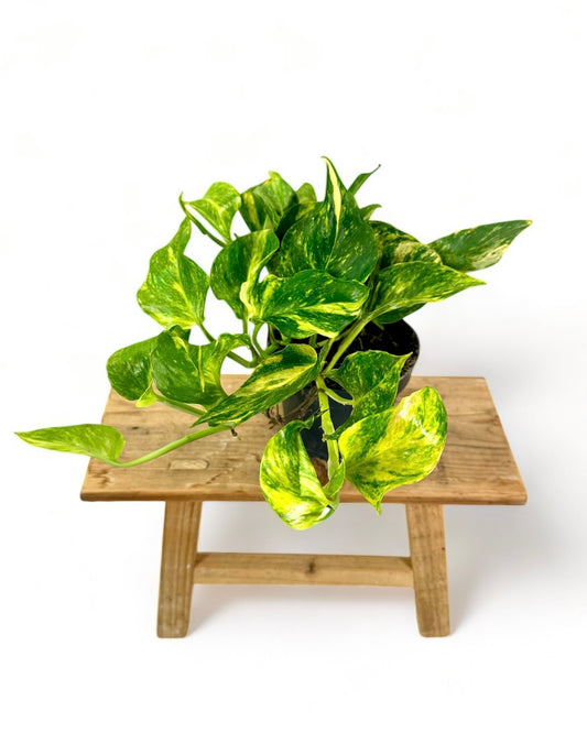 Epipremnum Aureum - Pothos Aureum