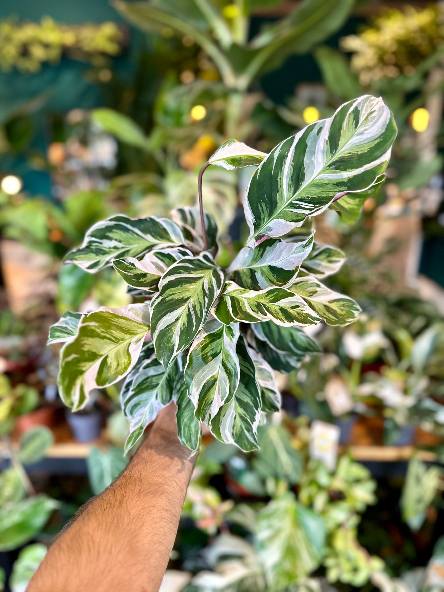 Calathea White Fusion