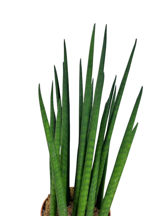 Sansevieria Cylindrica Spaghetti