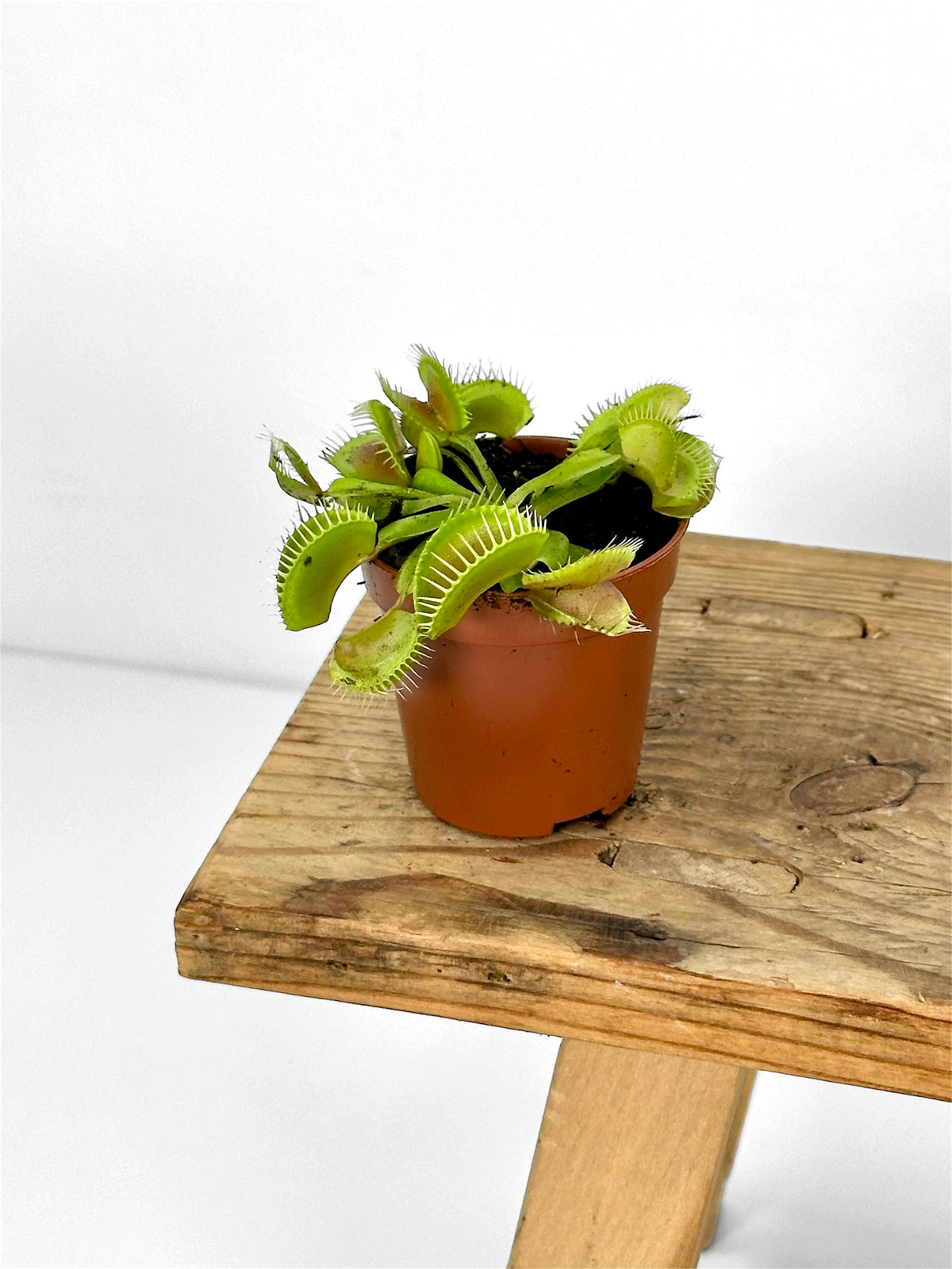 Dionaea Muscipula