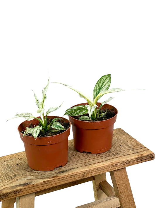 Spathiphyllum sensation variegata