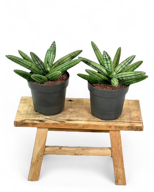 Sansevieria Inti Glory