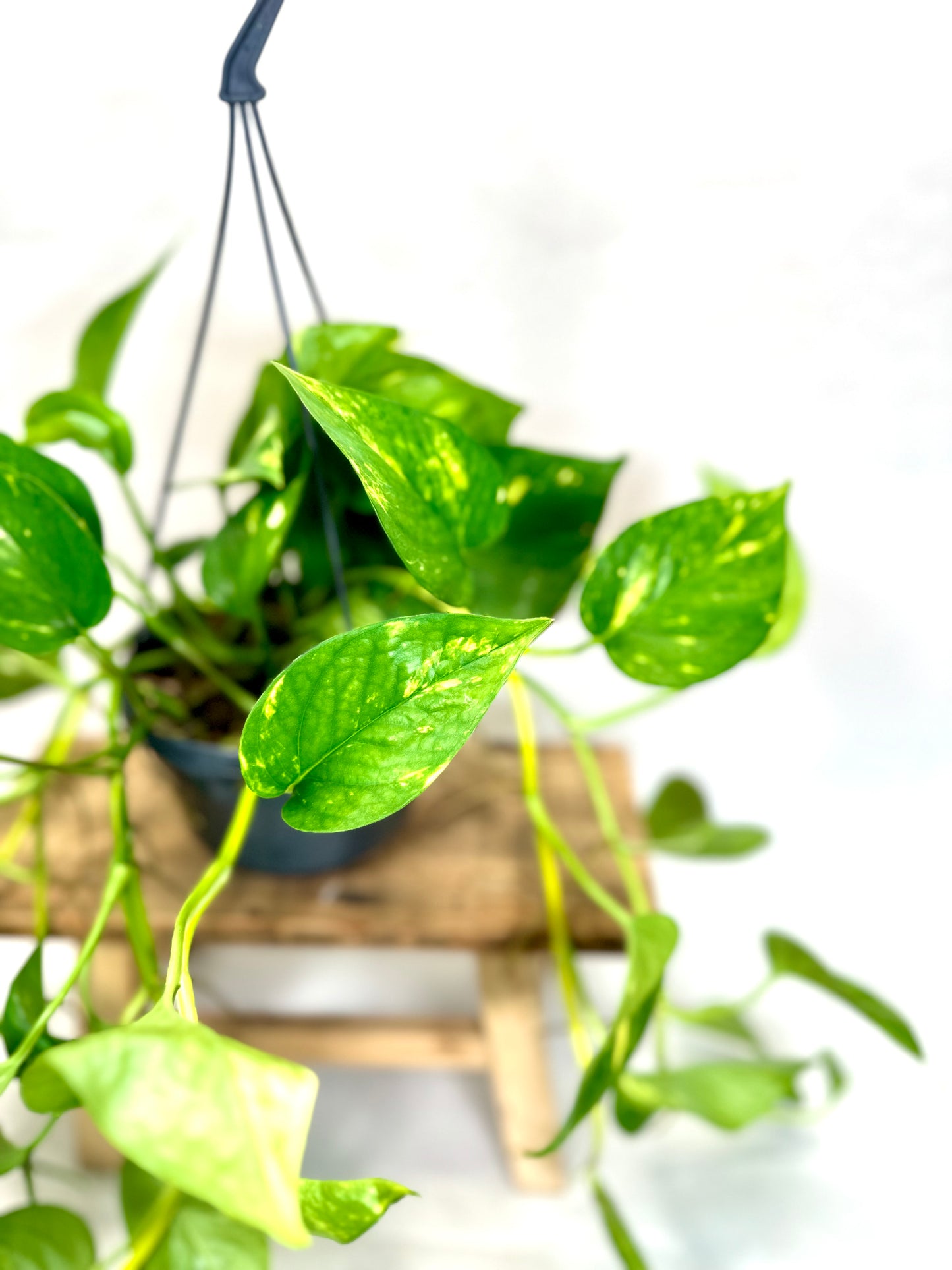 Epipremnum Aureum ''Pothos Golden'' - suspension