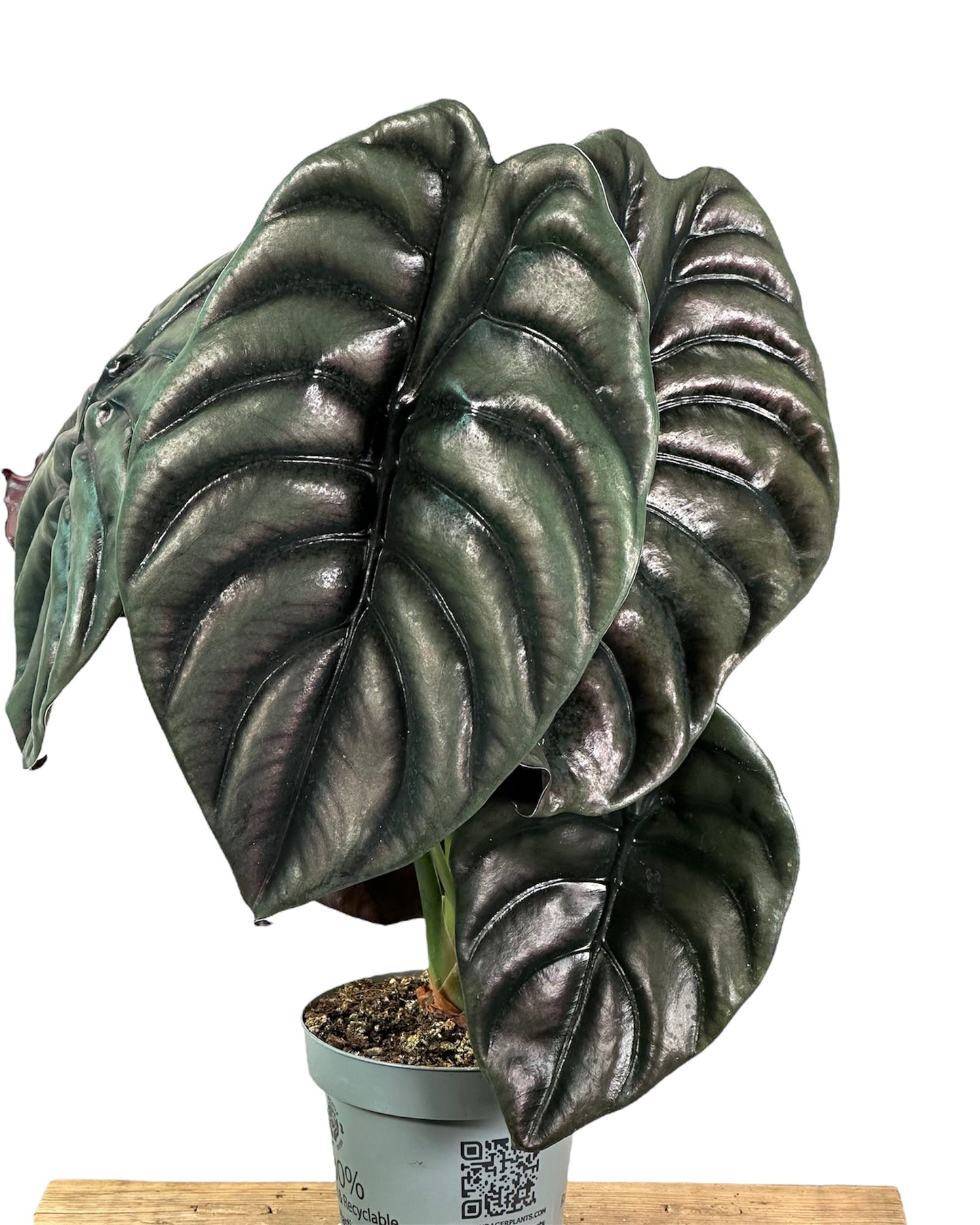 Alocasia Cuprea Red Secret - XXL leaf