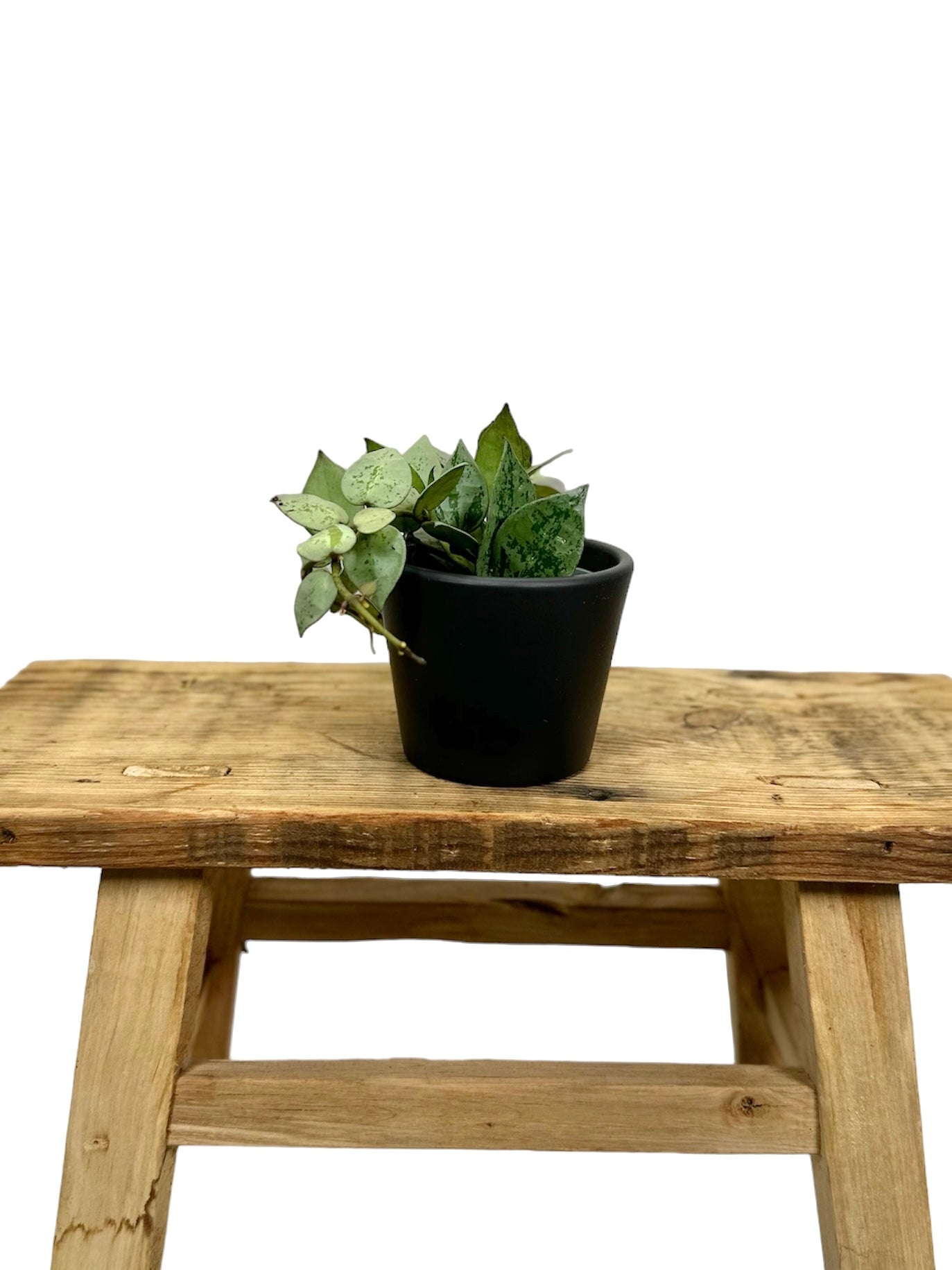 Hoya Krohiana Eskimo - Baby plant