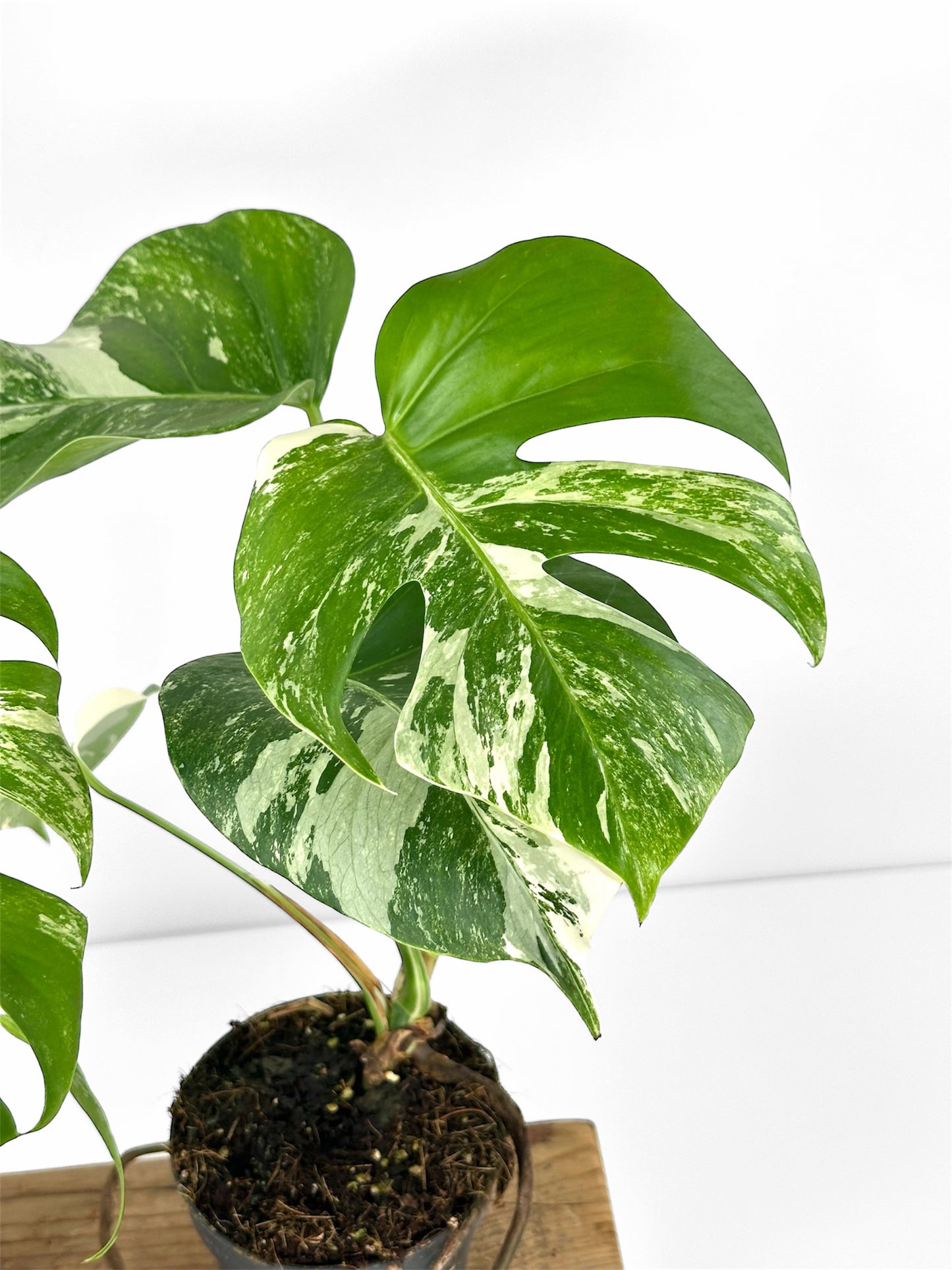Monstera variegata - M