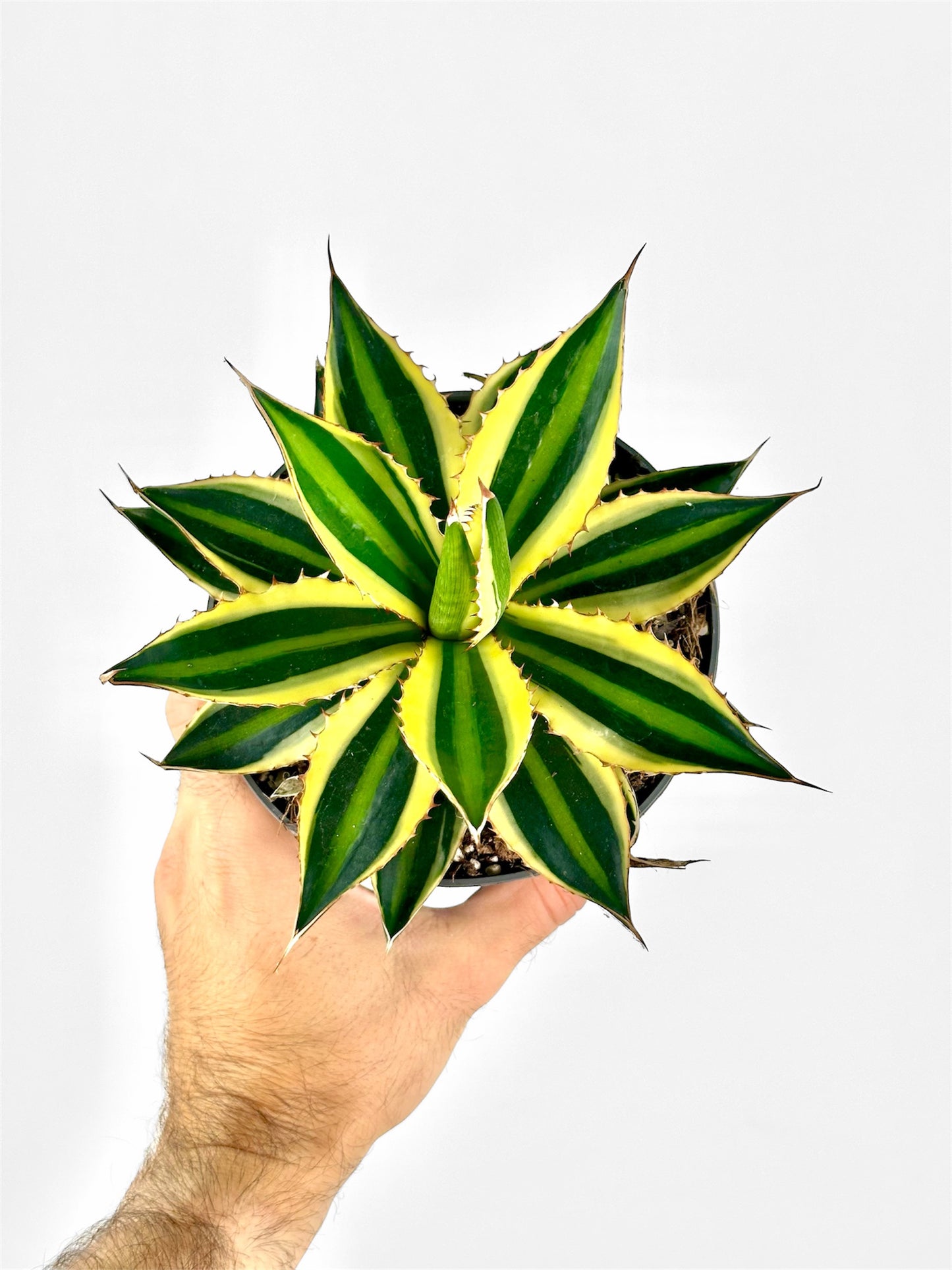 Agave Lophophora Quadricolor