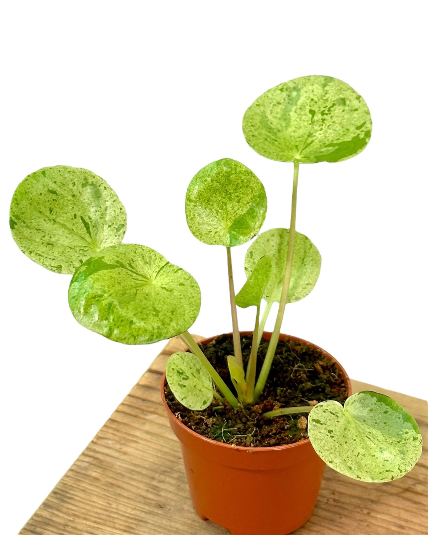 Pilea Mojito - Baby plant