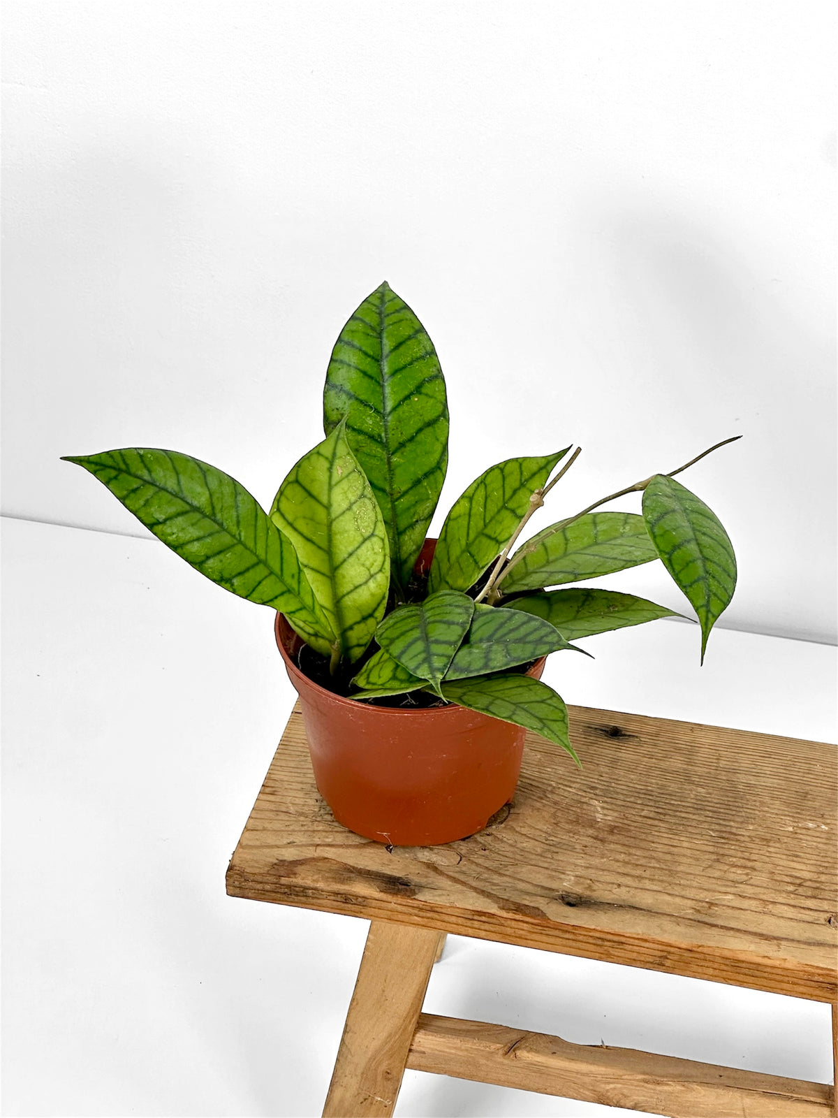 Hoya Callistophylla