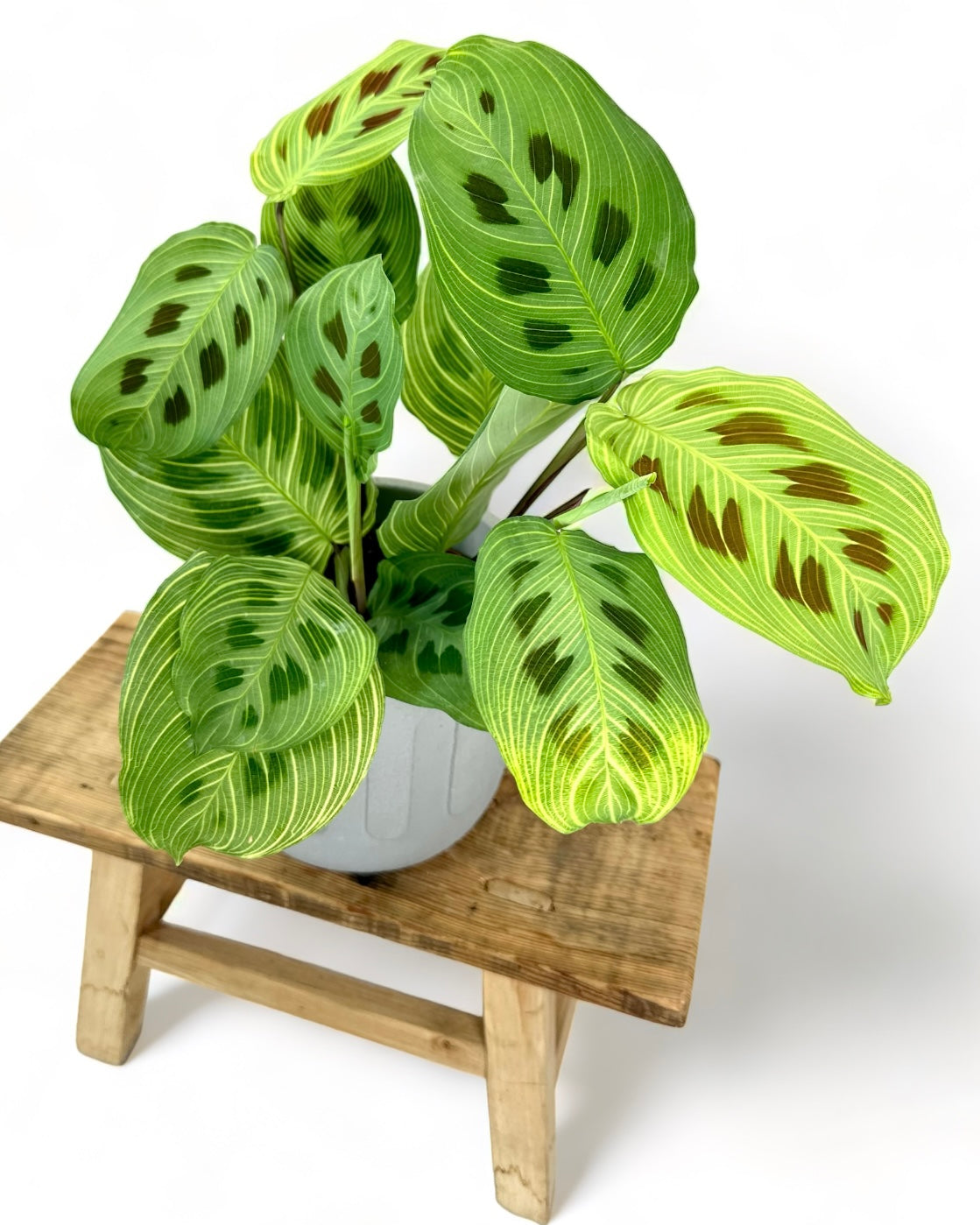 Maranta Light Veins