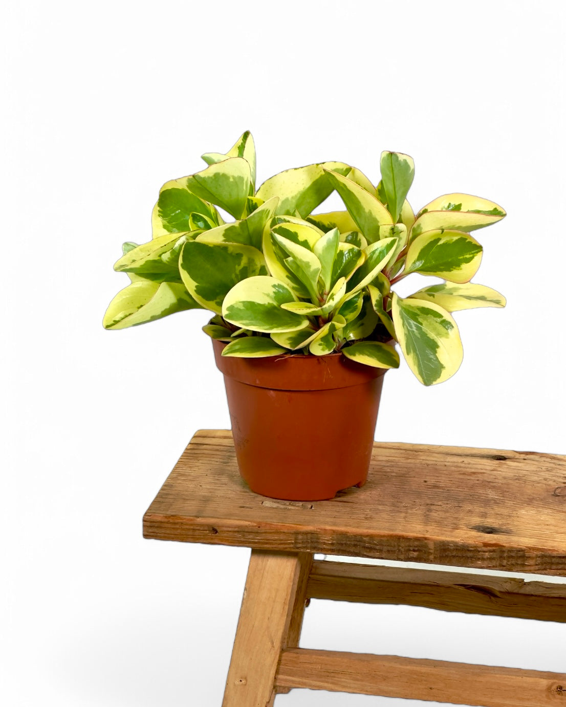 Peperomia Obtusifolia Variegata