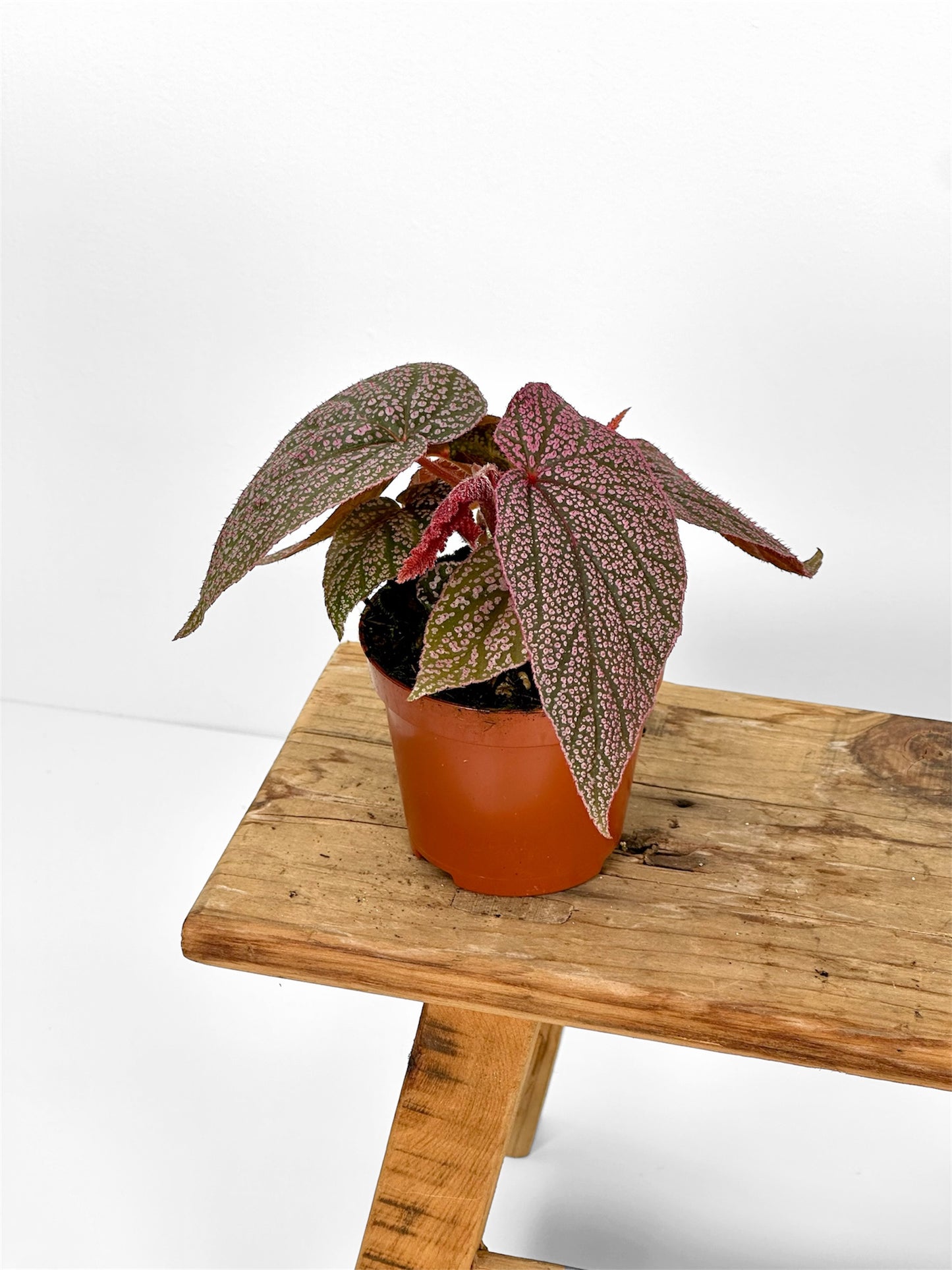 Bégonias rares — diverses variétés au choix