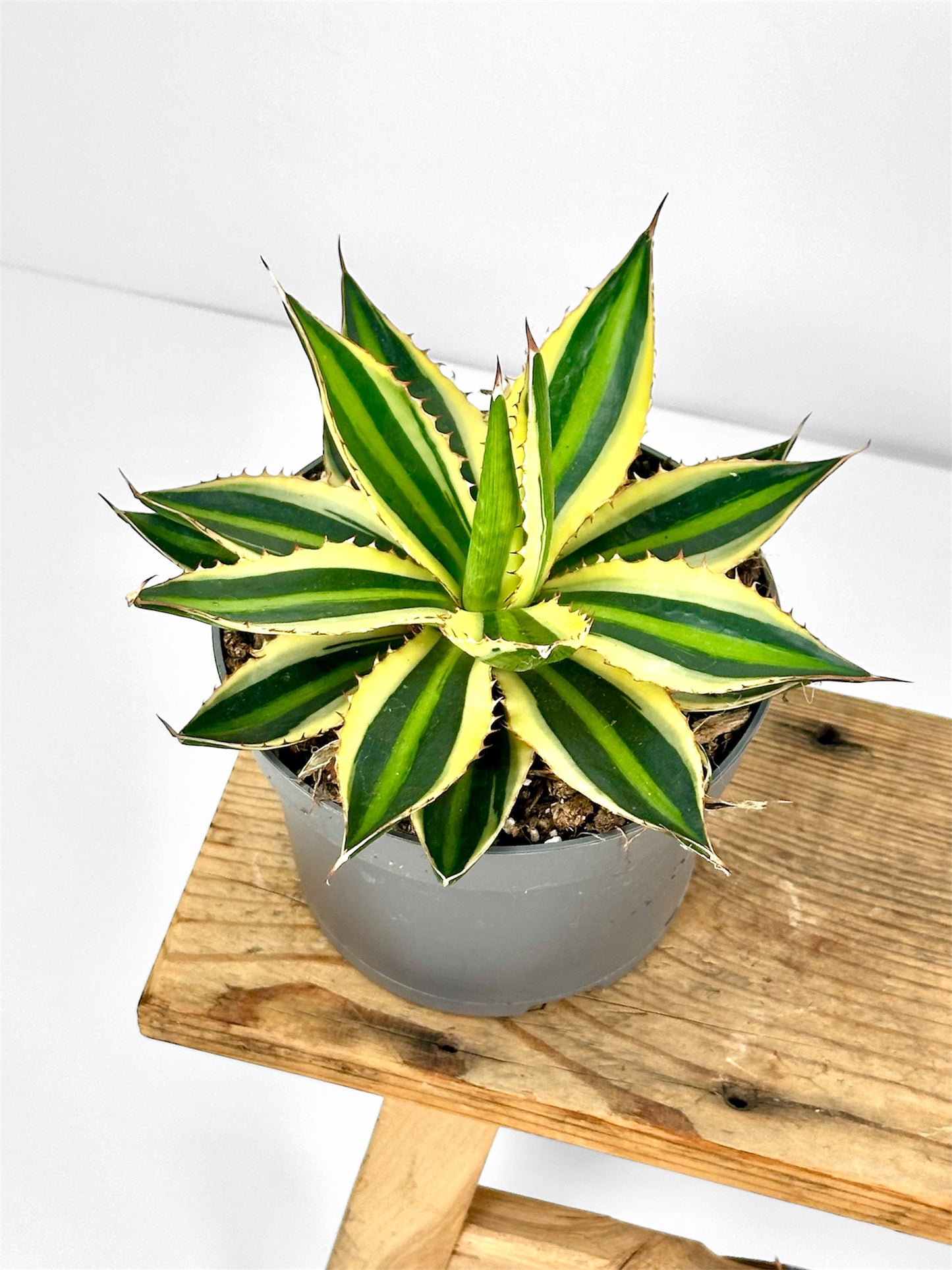 Agave Lophophora Quadricolor
