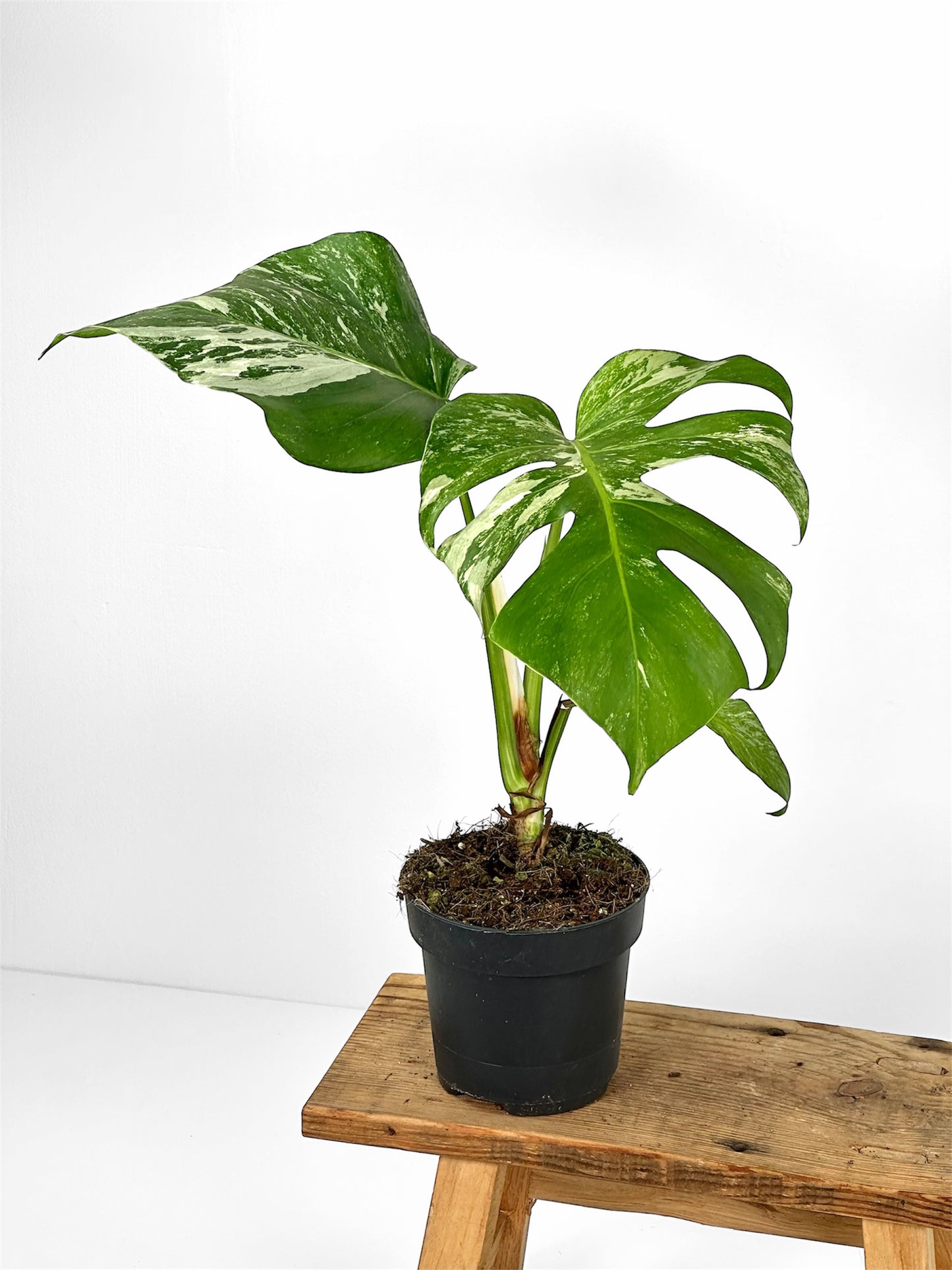 Monstera variegata - M