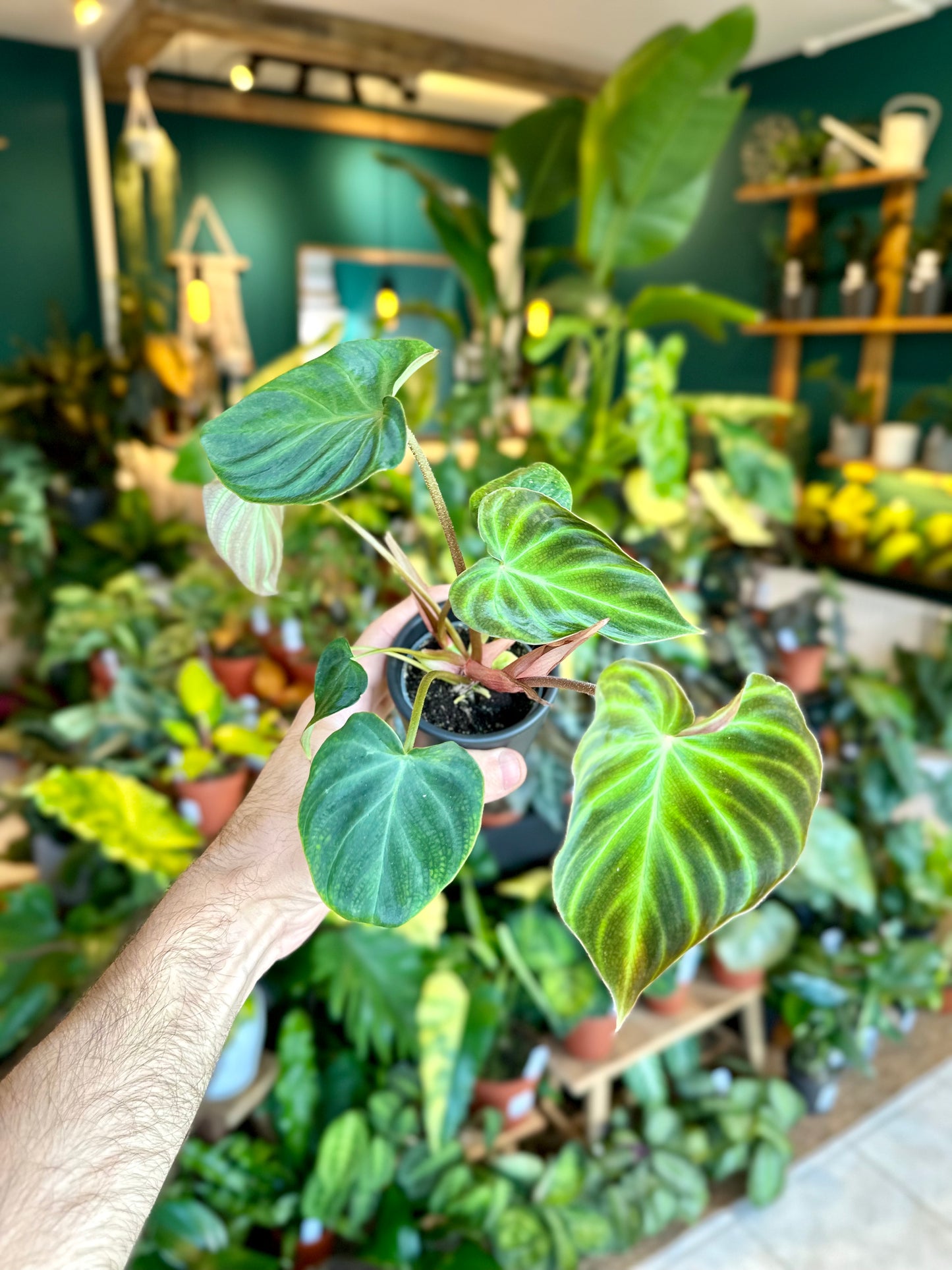 Philodendron Verrucosum - Baby plant