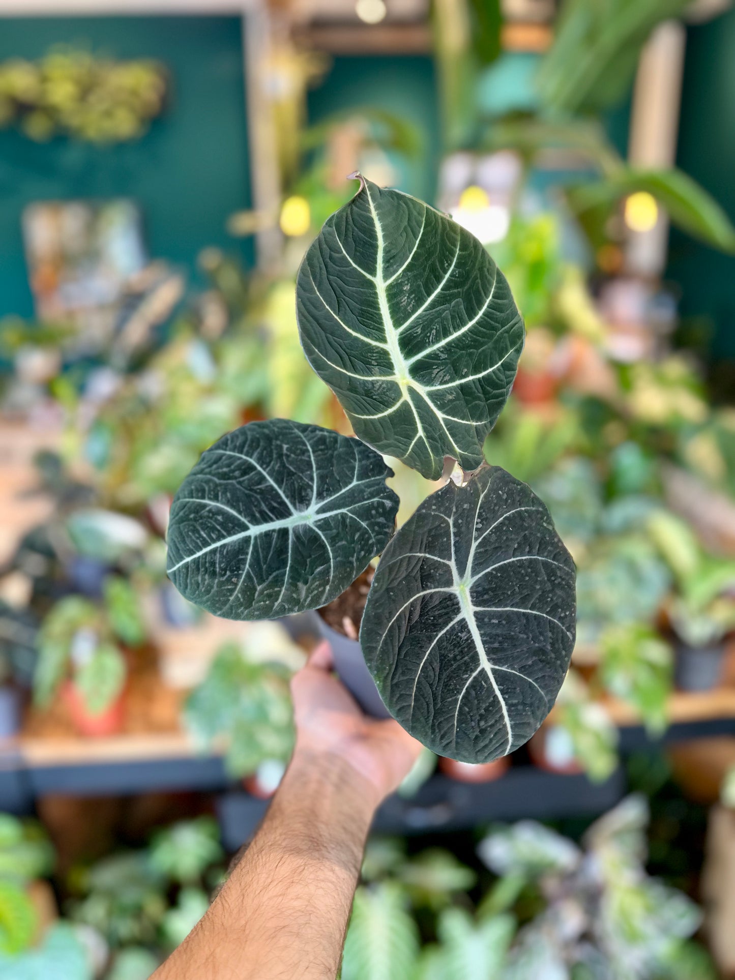 Alocasia Black Velvet