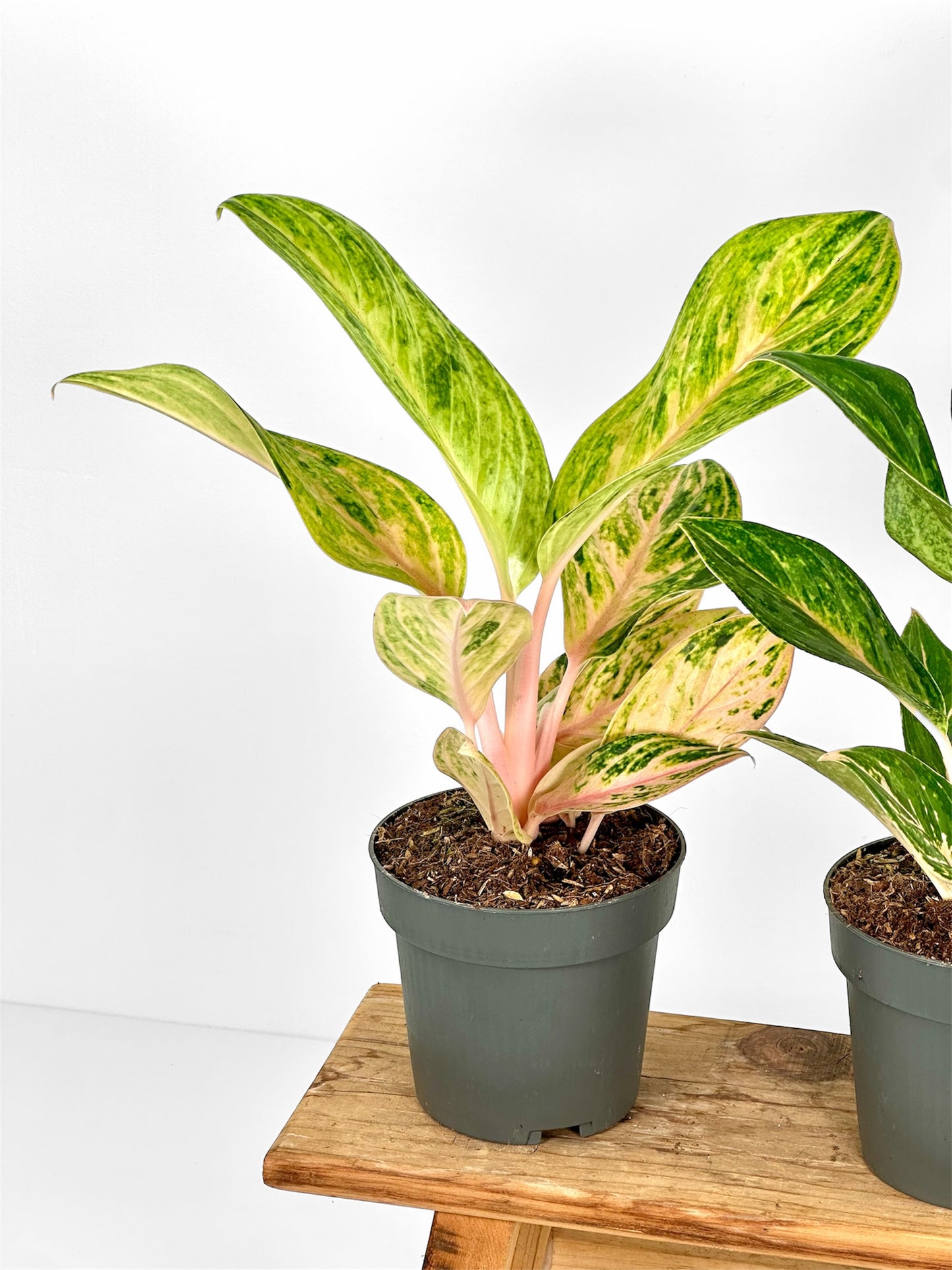 Aglaonema Peach Pearl
