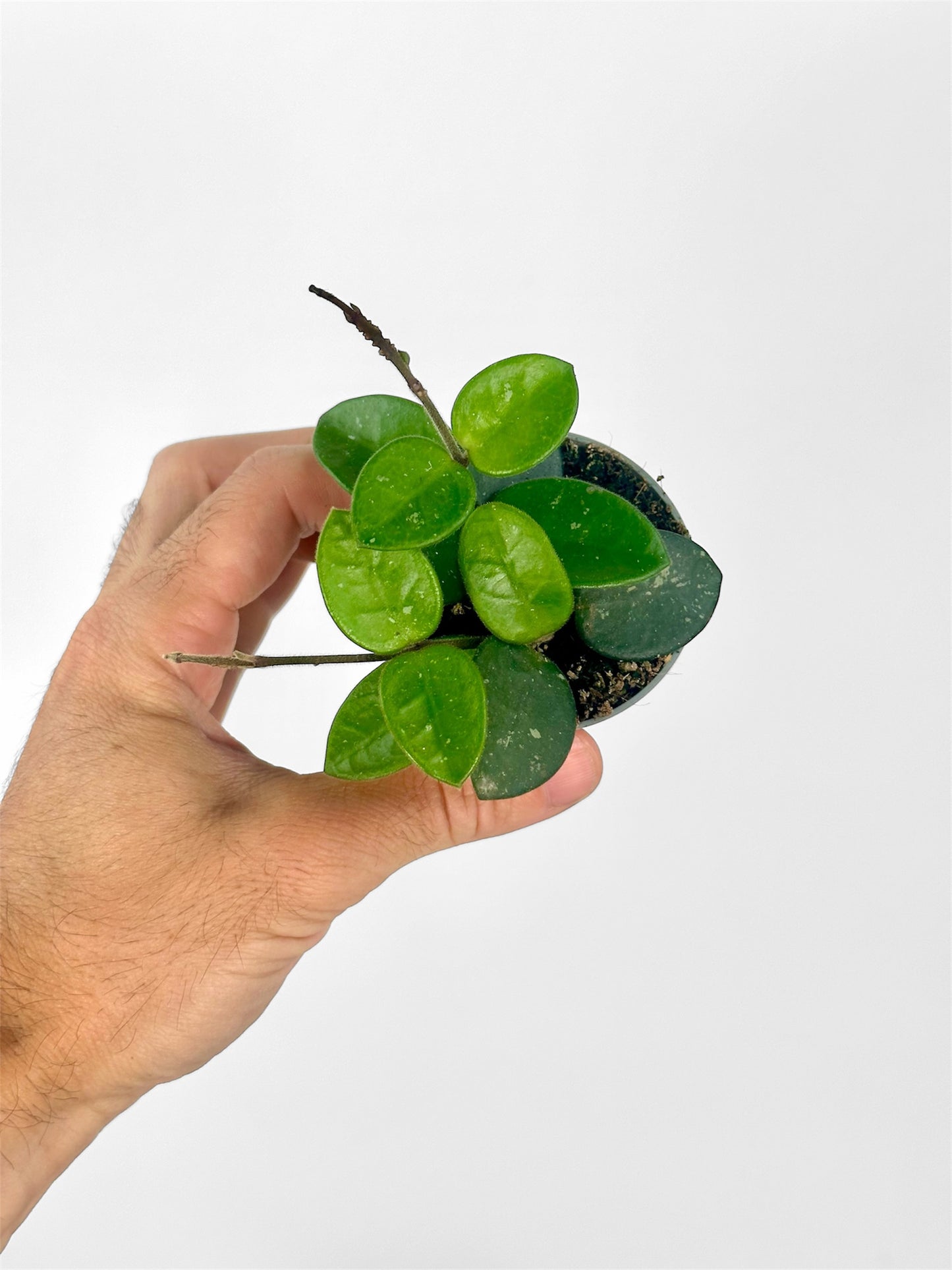 Hoya mathilde splash - Baby plant