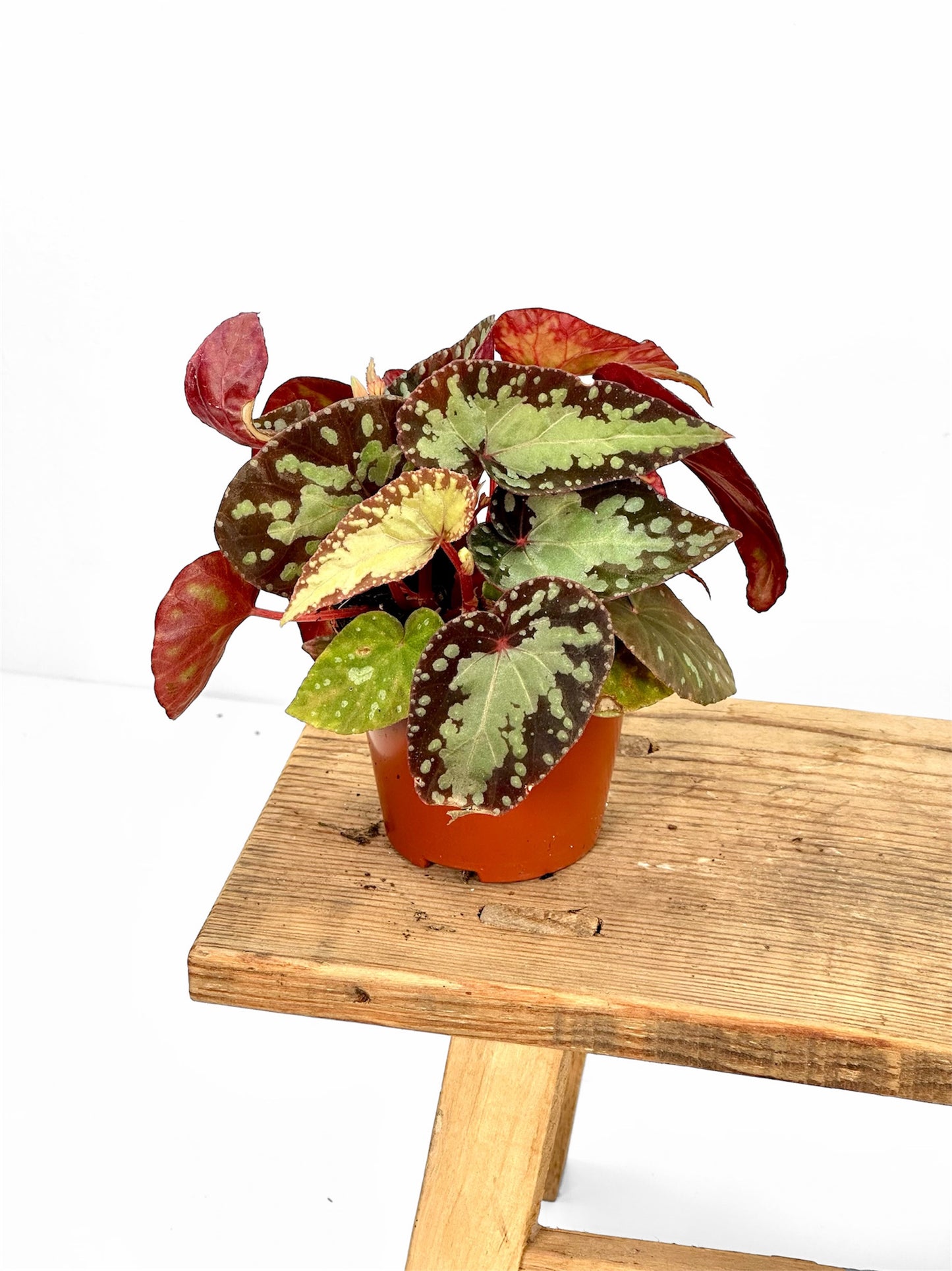 Bégonias rares — diverses variétés au choix