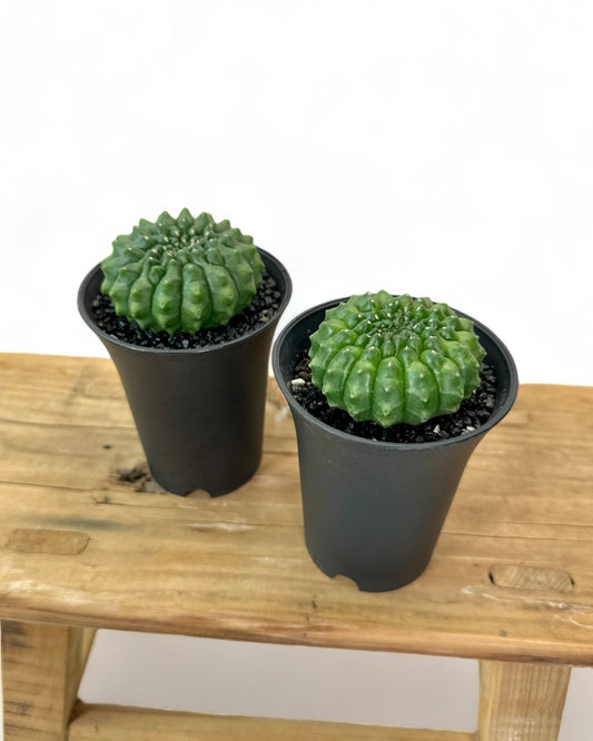 Gymnocalycium Spineless