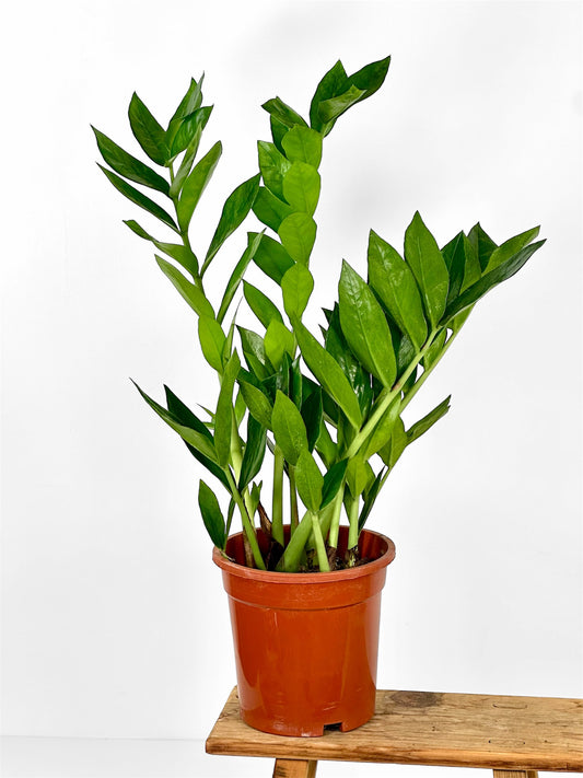 Zamioculcas Zamiifolia