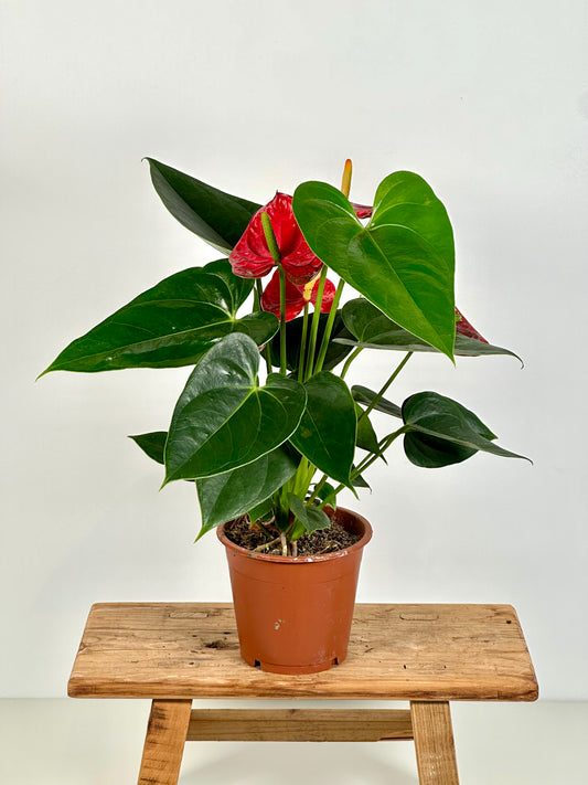 Anthurium Royal Rouge
