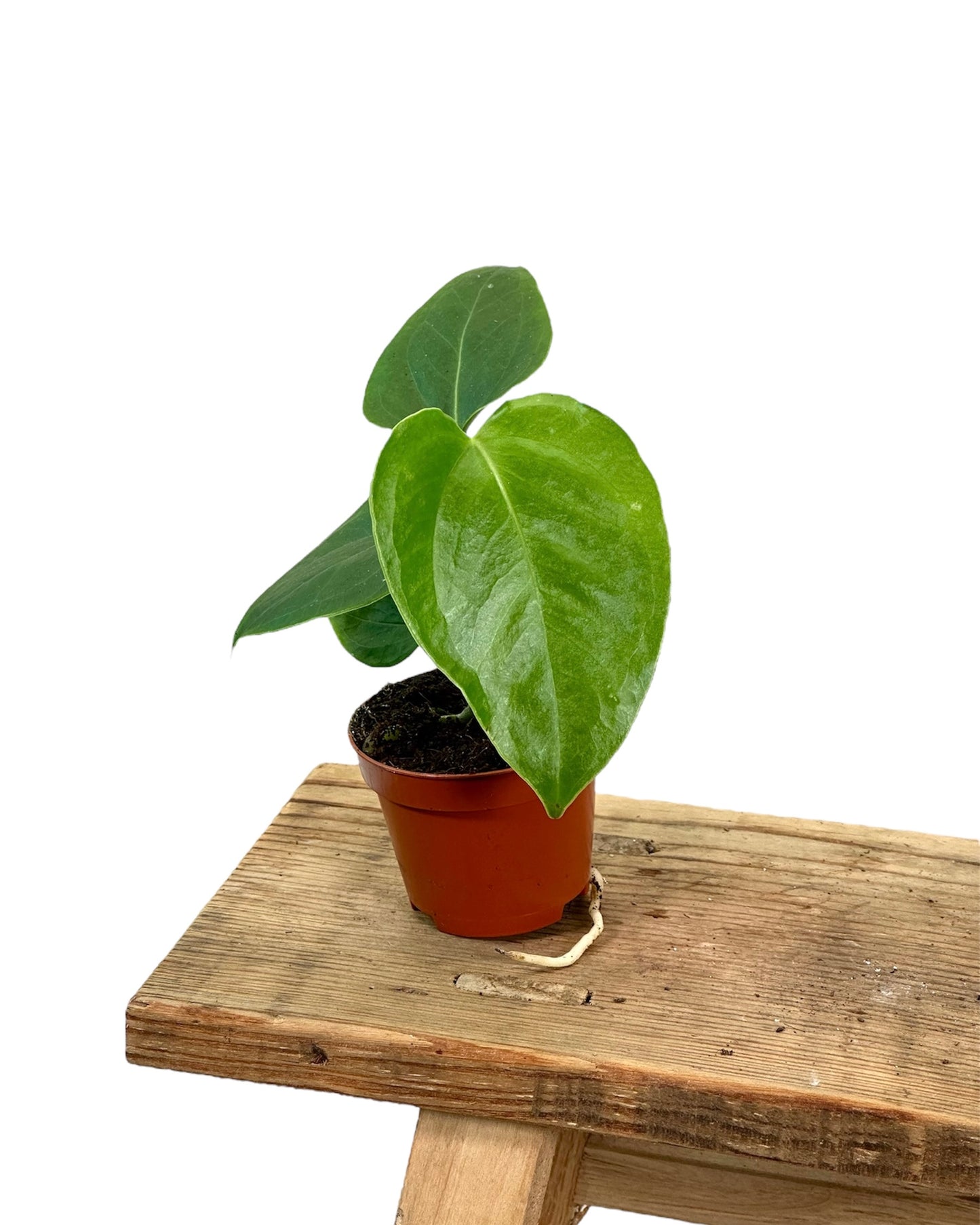 Anthurium Veitchii - Baby plant